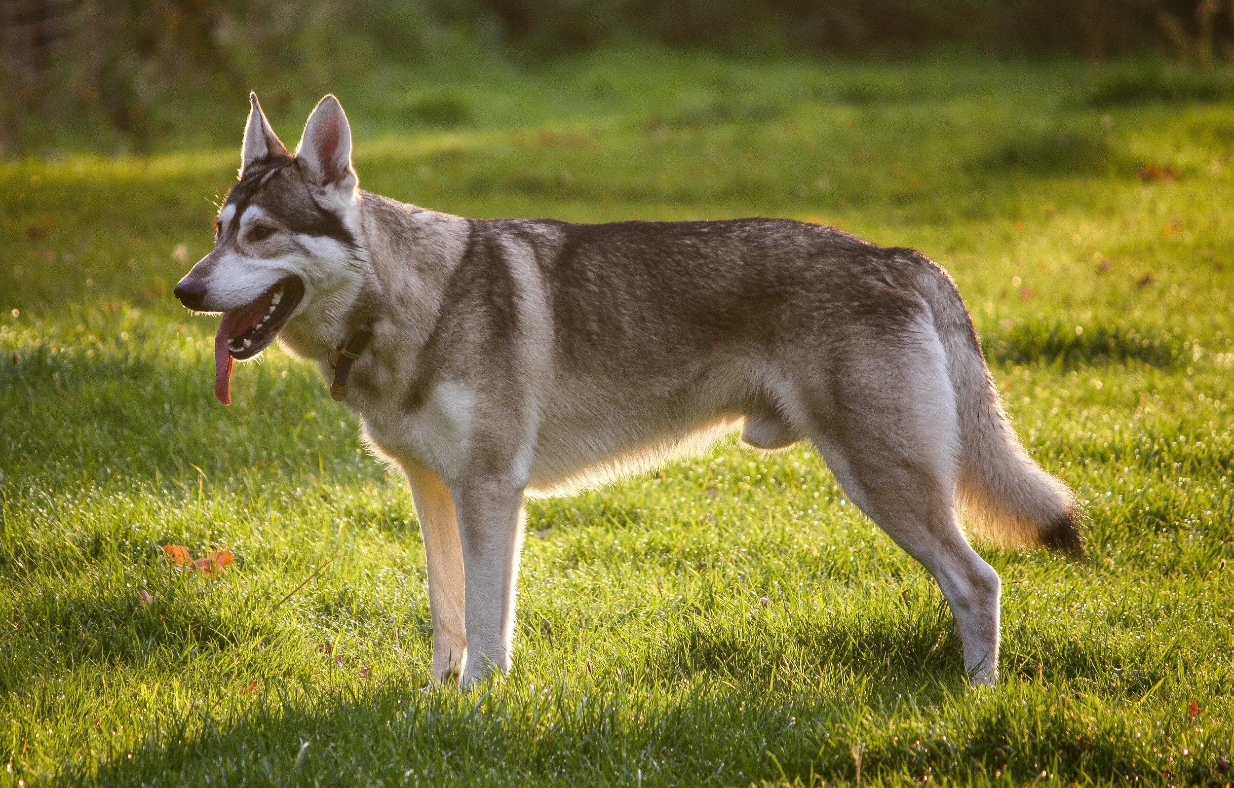 Northern Inuit wolf 'lookalike'