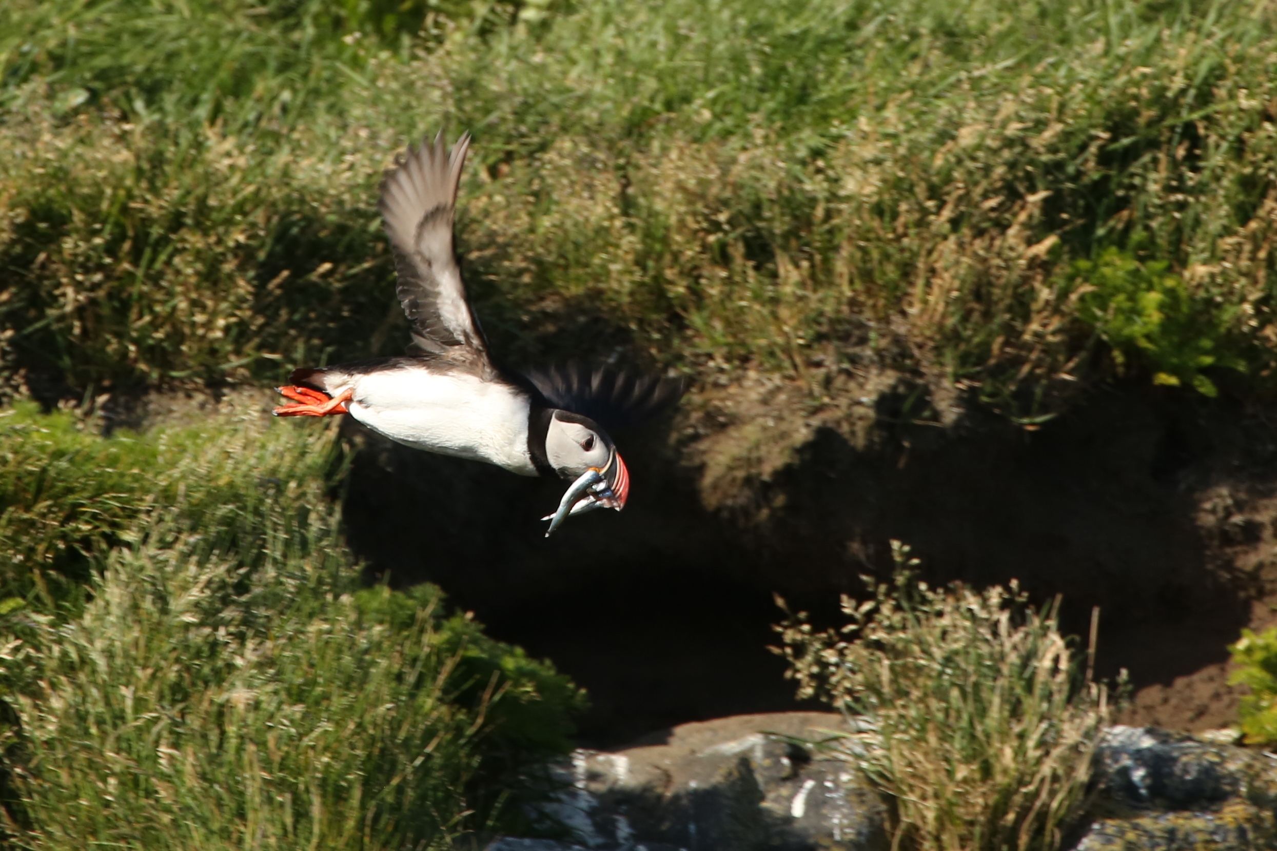 1306_Islande_0609_cr.jpg