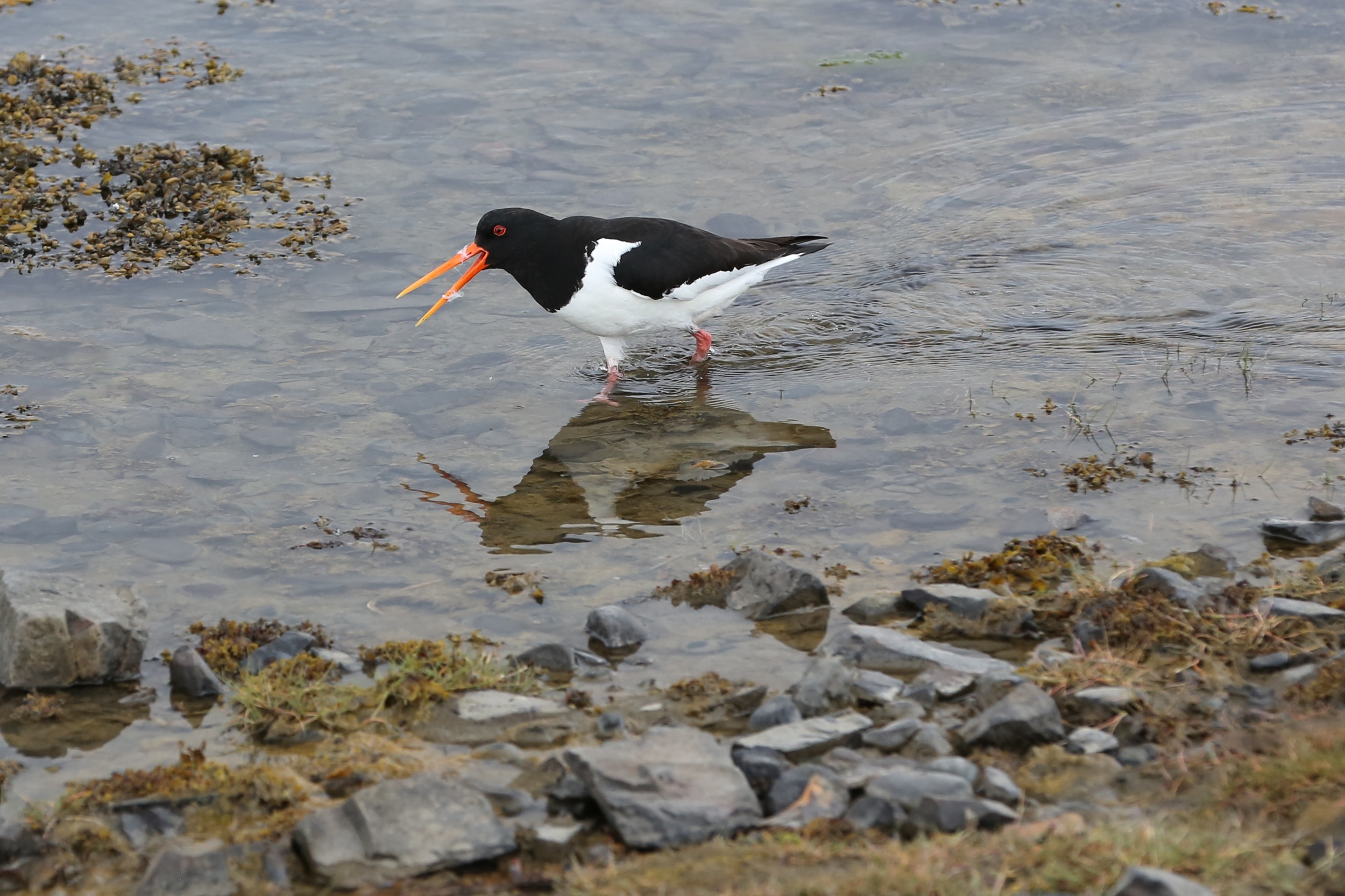 1306_Islande_2105_cr.jpg