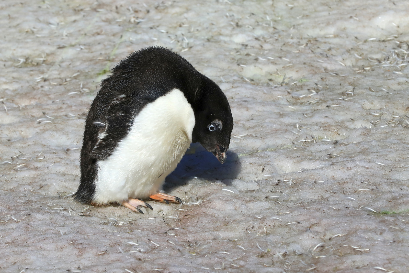 1702_Antarctique_01831_c_sm.jpg