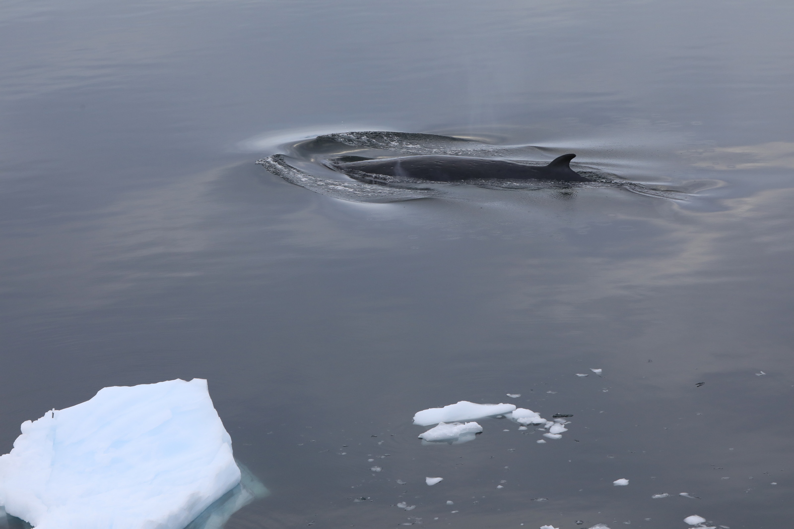 1702_Antarctique_03962_c_sm.jpg