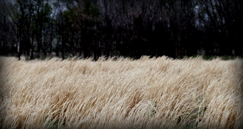 wounded-world-grass.jpg