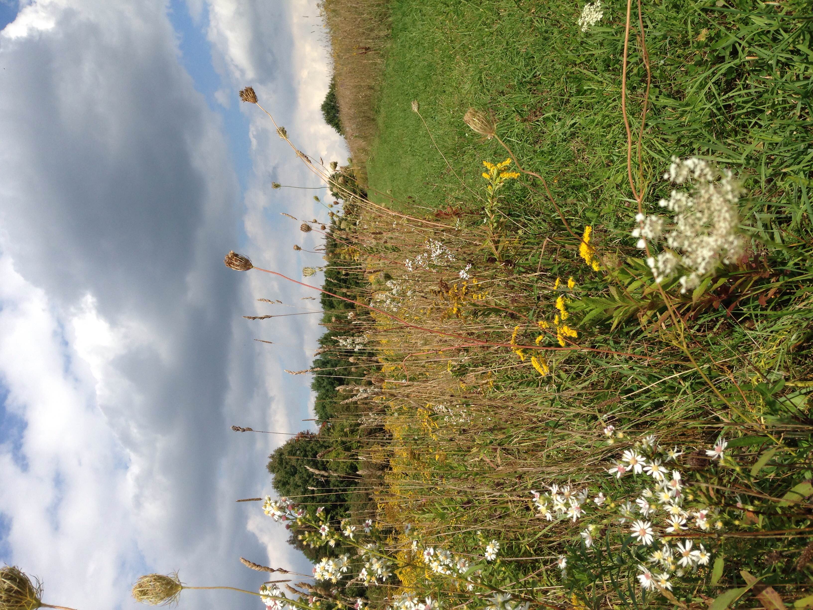 The Field