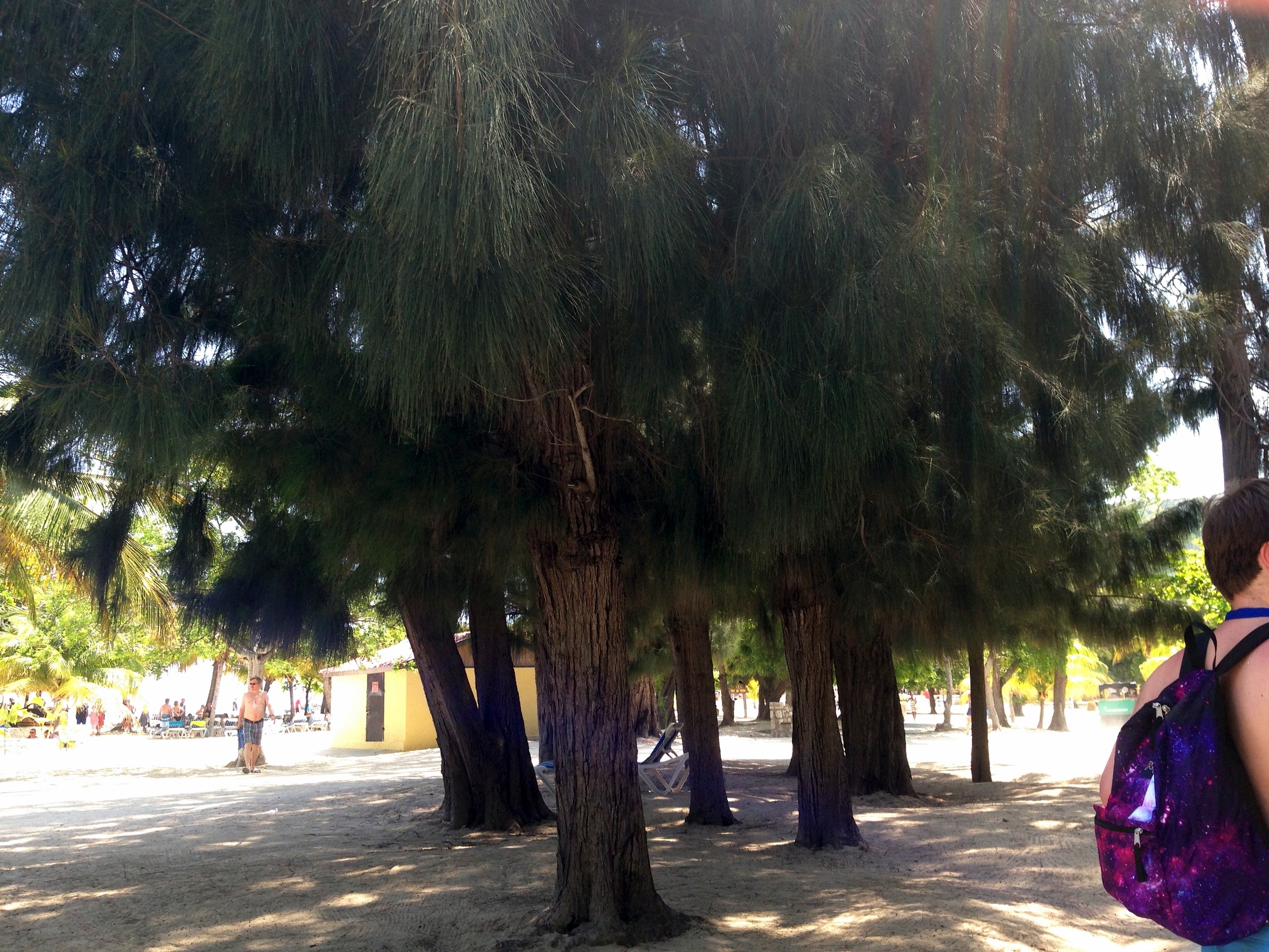 They had neat trees. None of the island employees knew what they were called, though. And by "all," I mean, the one I asked.