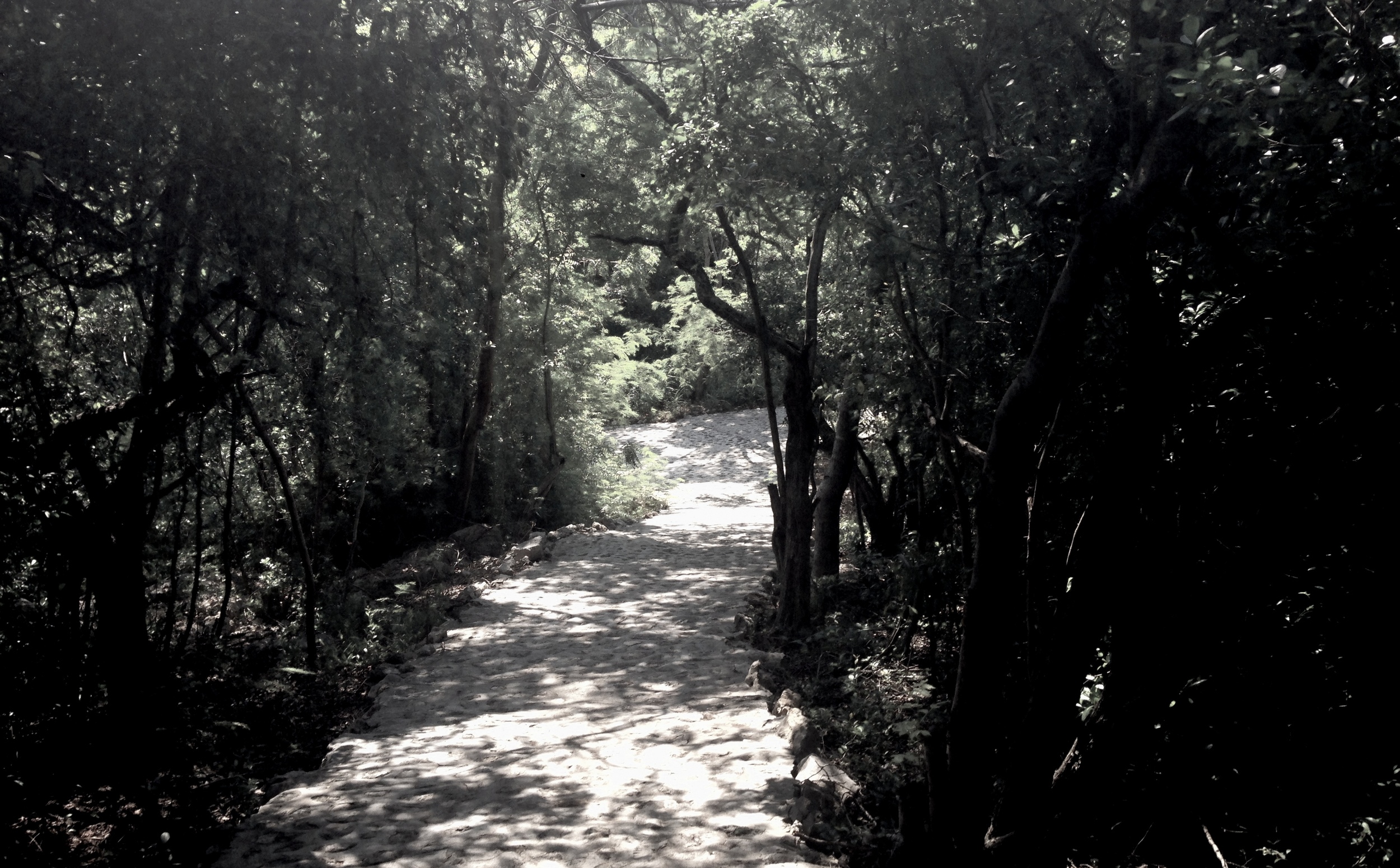 Some of the perfectly manicured trails on Labadee looked like they came straight out of a fairy tale, especially with the super green hover bugs that kept flying around.