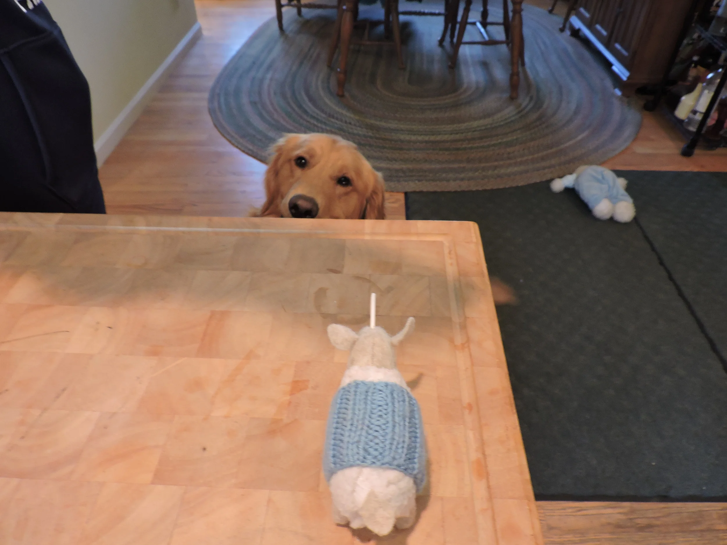 I took a bunch of photos like this. Ty was so funny! He wanted treats.