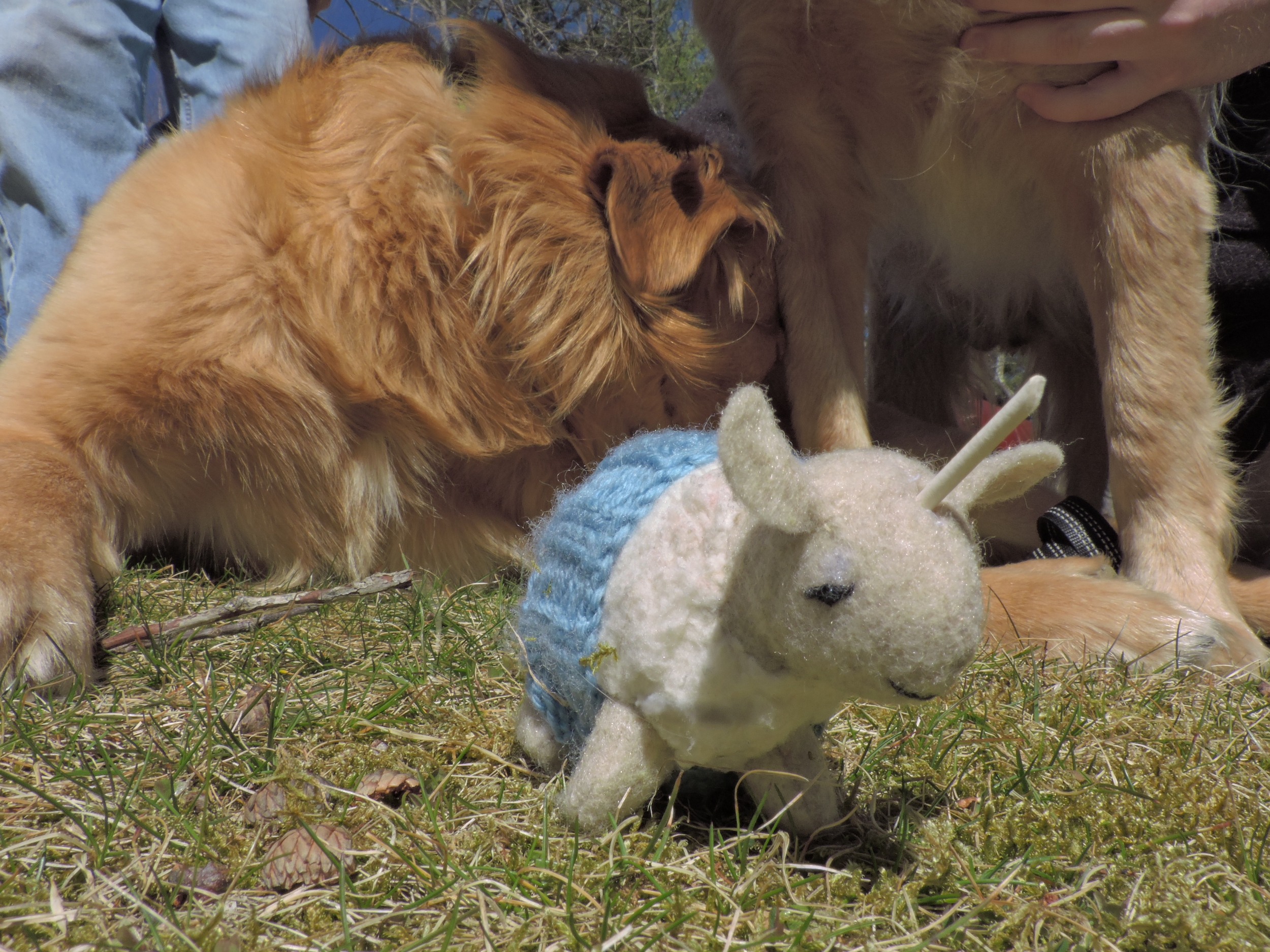 When a dog's got an itch, a dog's got an itch!