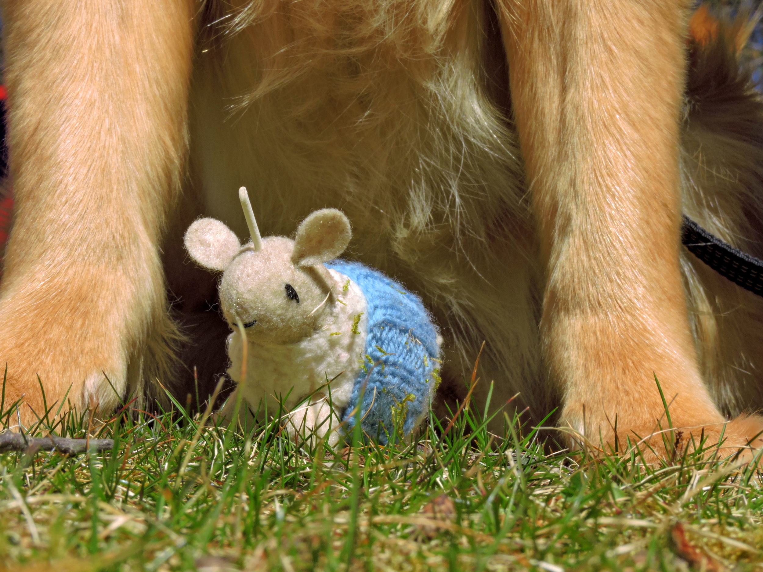 Look at those paws!!!