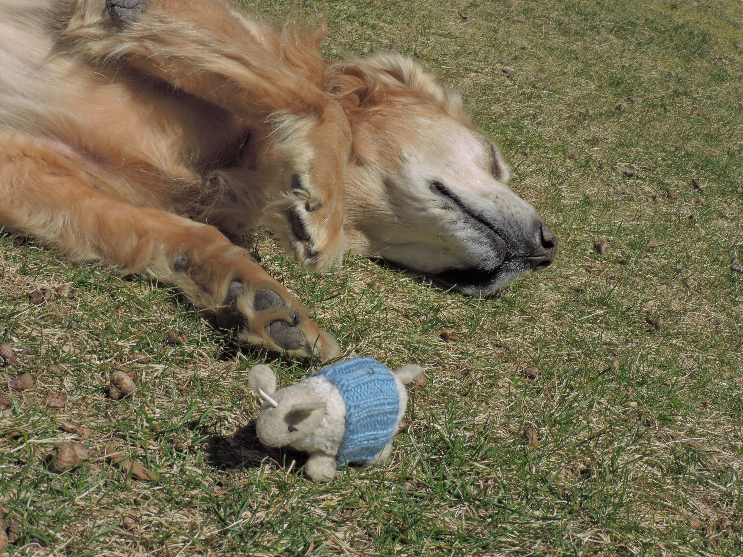 And he'll never say no to a good roll in the grass!