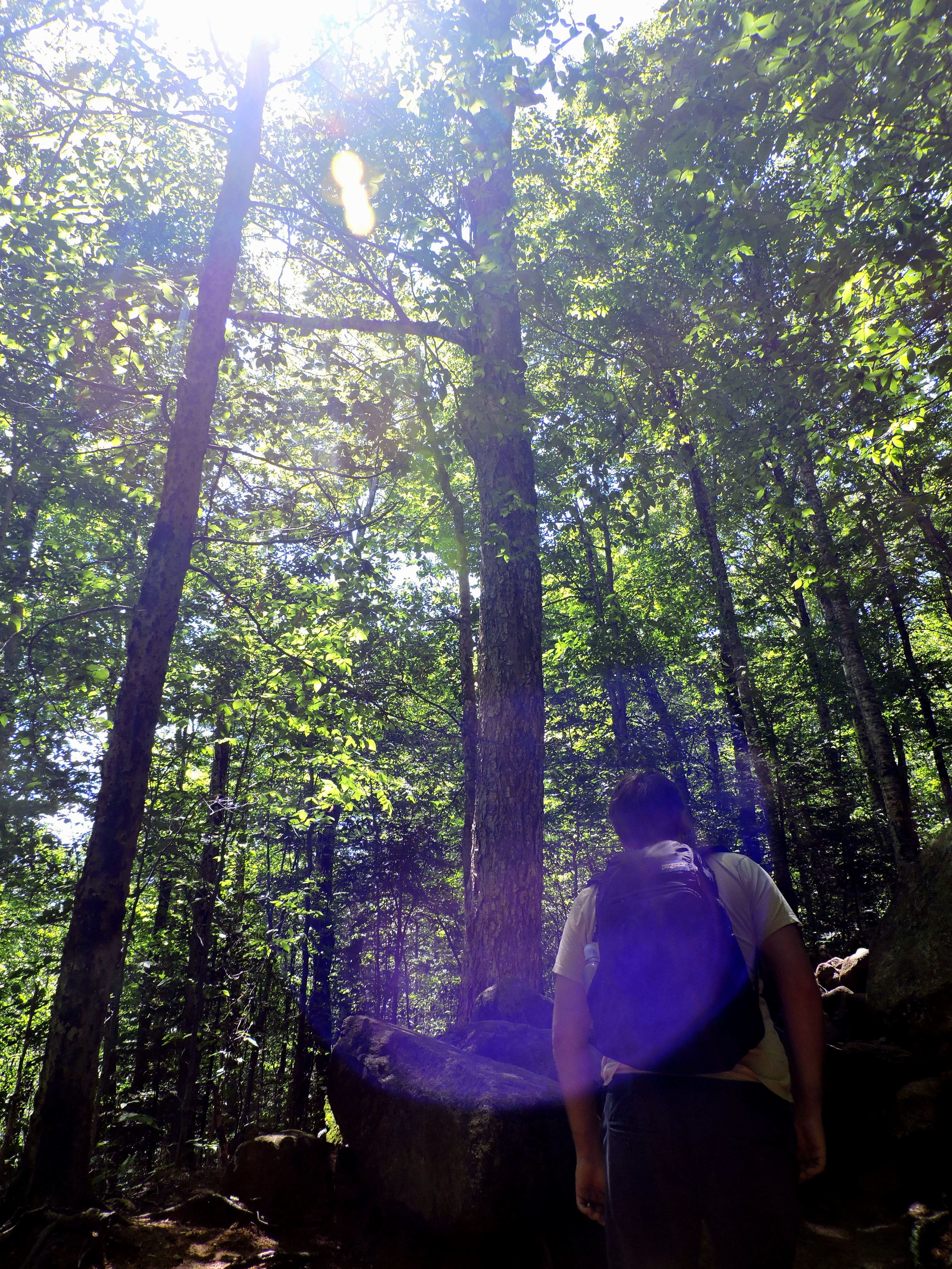 Photosynthesis is the process by which trees and plants derive energy from the sun. Here, that is exactly what these trees are doing.