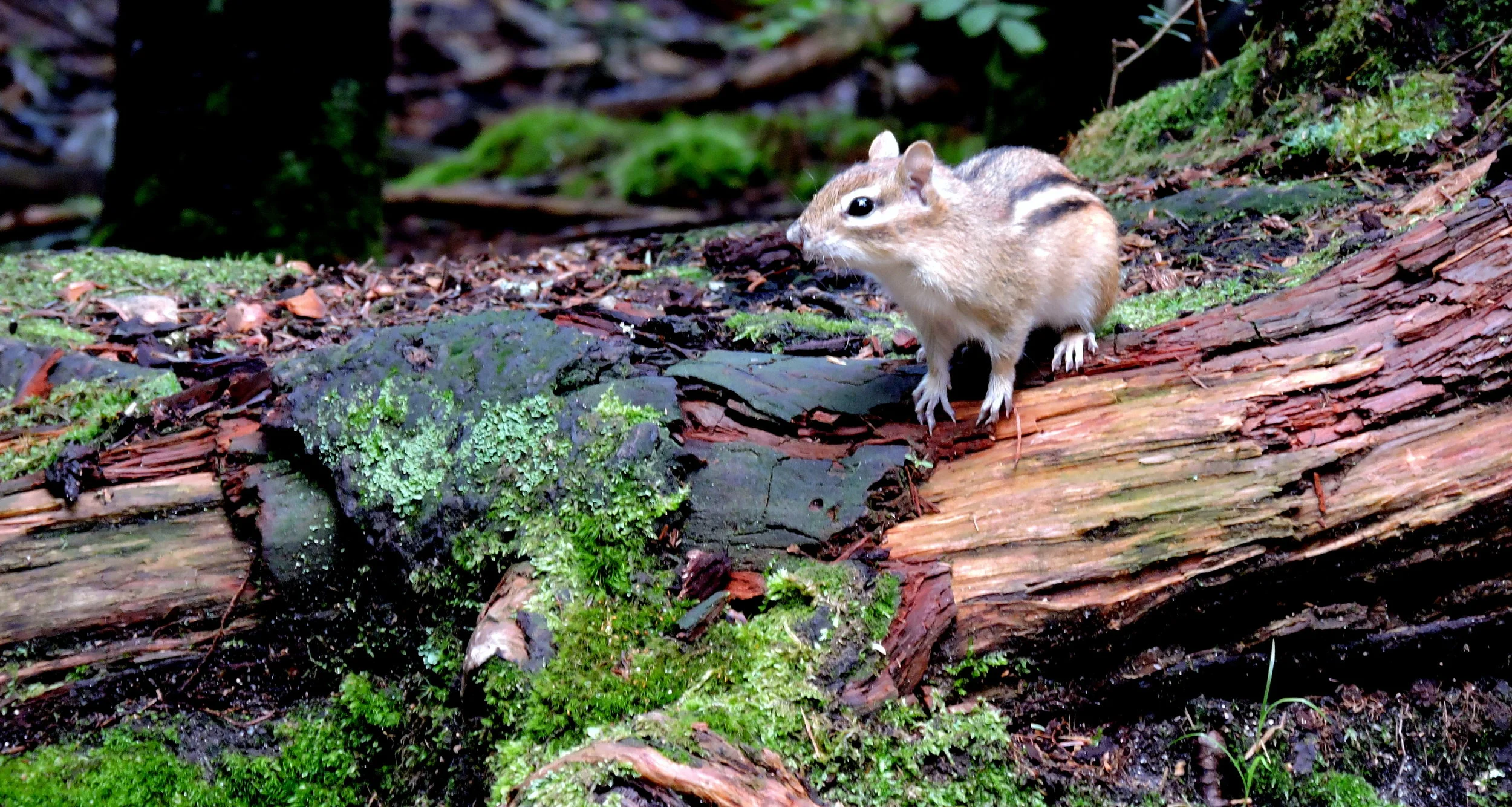 Classed as mammals in the Scuiridae family, chipmunks keep their food in very organized burrows in the ground.