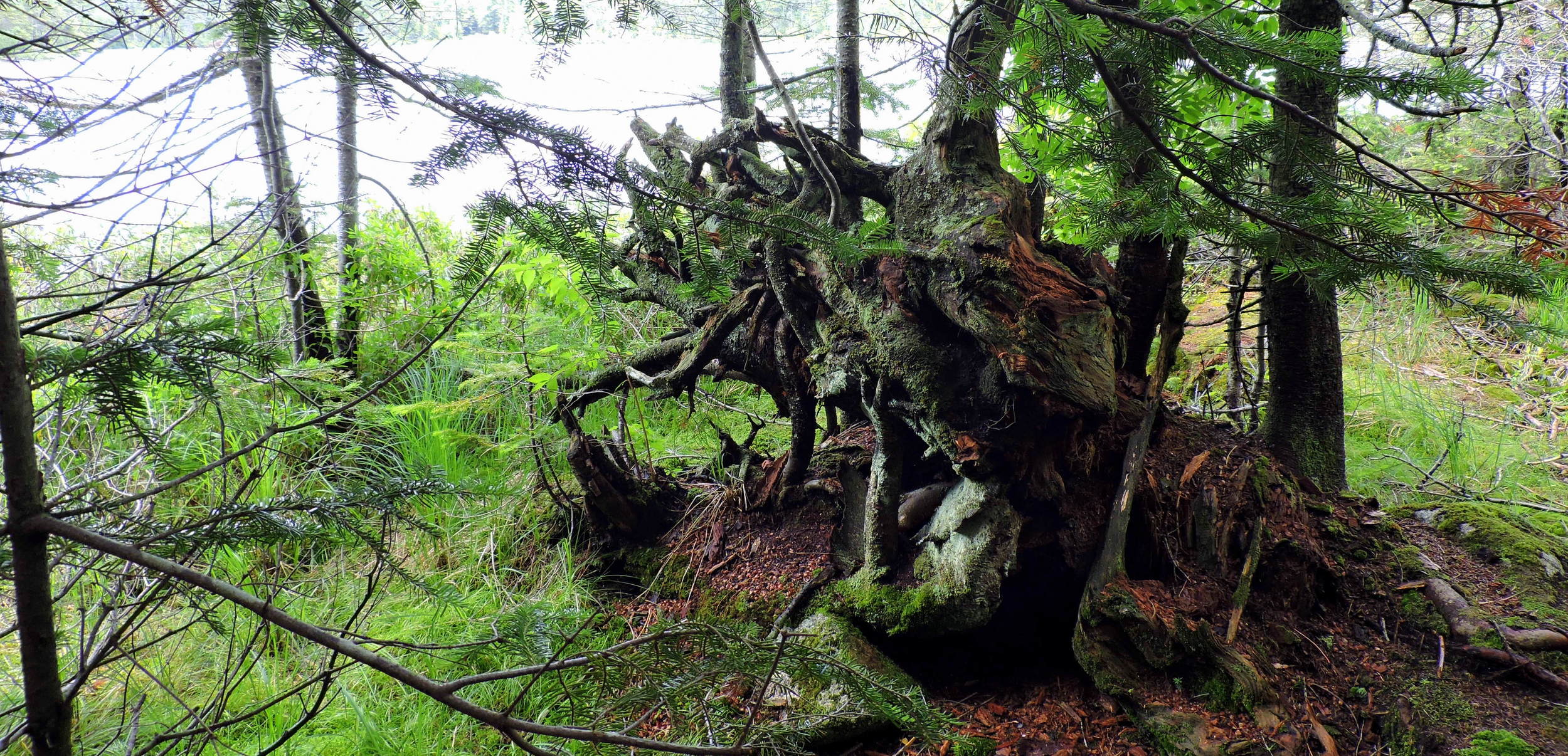 One of the survival techniques of many White Mountain tree species is that they grow their roots around rock formations under the soil. The trees may look small, but may actually be quite old, as they spend their formative years growing their supply lines.