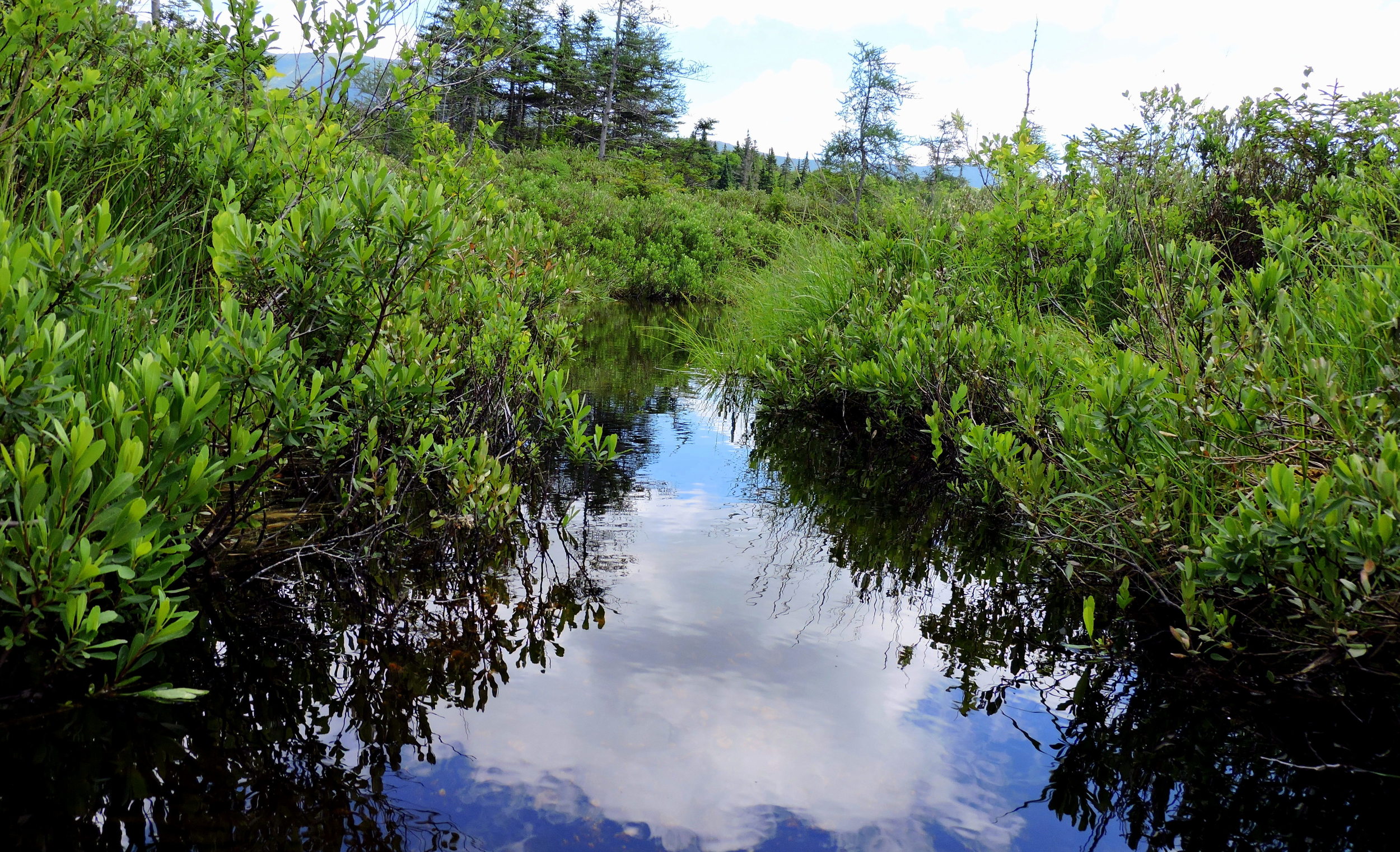 Clear and clean, the water was filled with tadpoles.