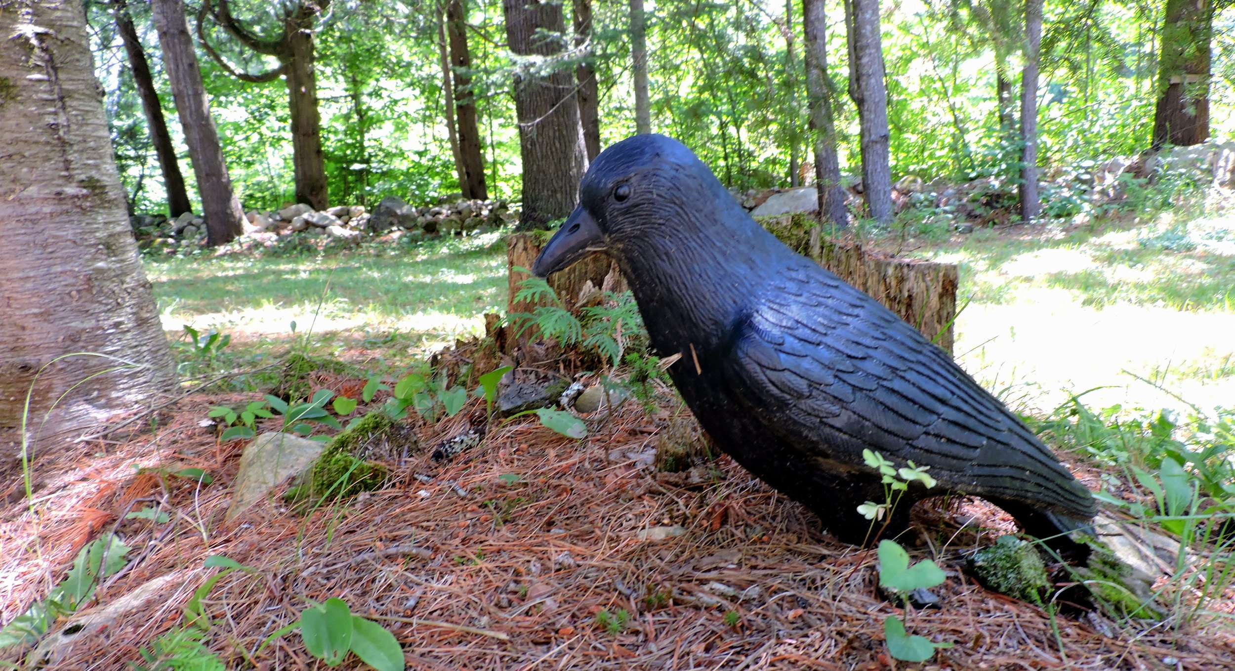 There are 45 species of crow worldwide, not counting the iron species. This one is an iron crow.