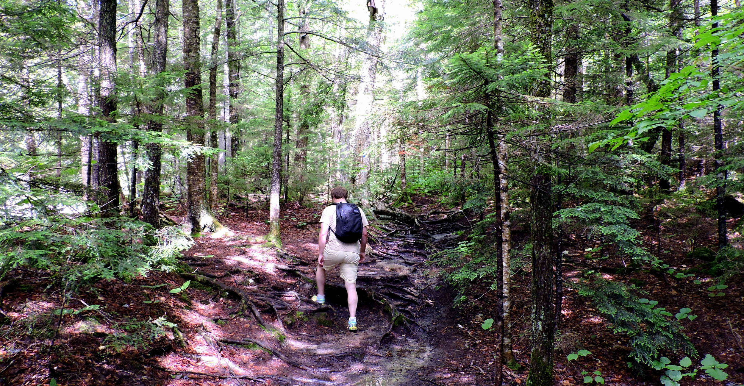 Note the epic tree roots that serve as steps as Josh hikes up the trail. This particular trail was extremely filled with tree roots.