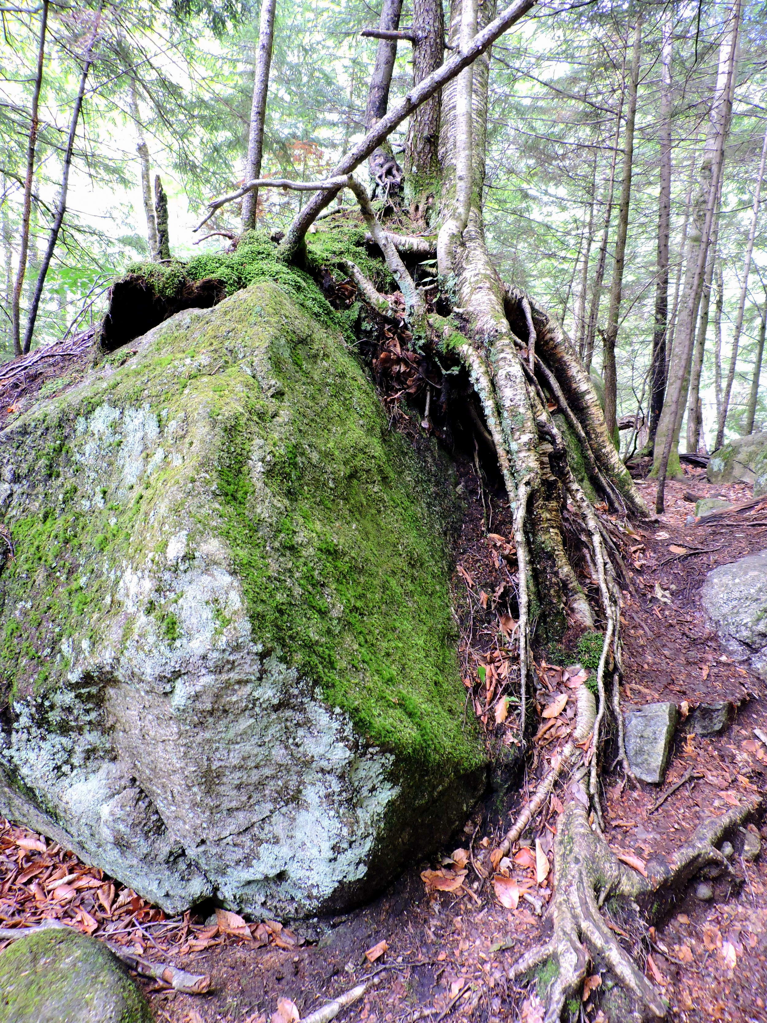 The NH state nickname is actually The Granite State, due to the massive quantities of the rock that can be found.