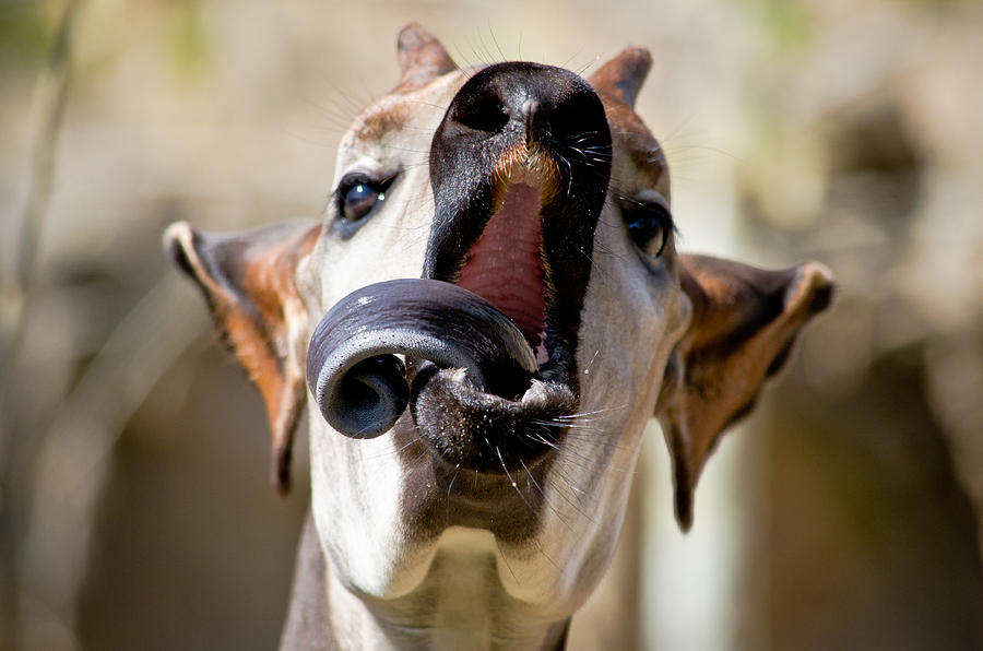 Weird tongues, too. Photo credit: http://www.animalspot.net/okapi.html