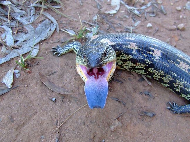 It's the stuff of nightmares. Photo credit: http://www.animalspot.net/blue-tongued-skink.html