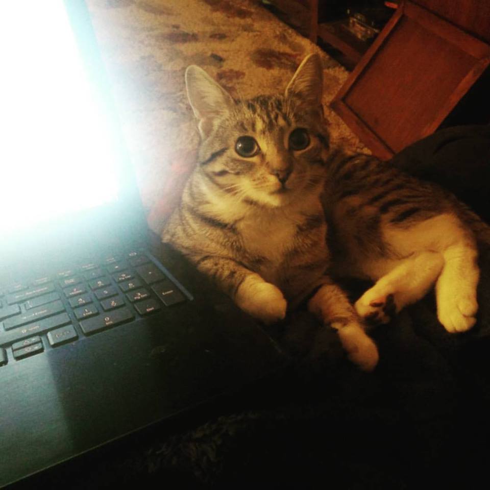Montgomery's adorable cat, Ziti.