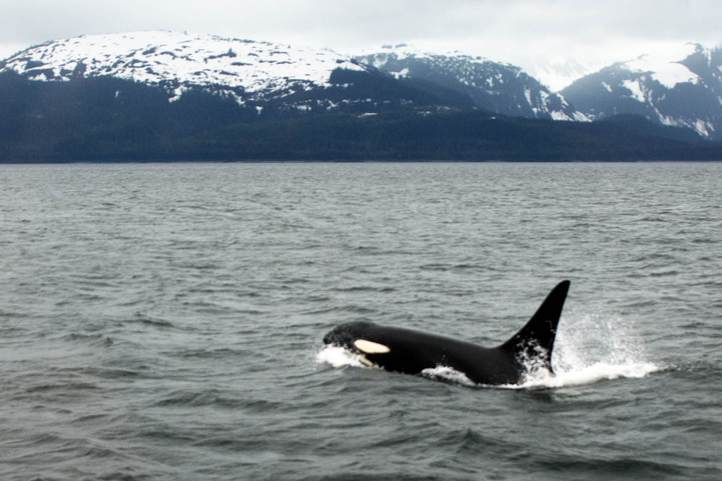 This is an orca. (Picture from Morguefile.) An orca can weigh up to 6 tons (that's 12,000 pounds!!!) and be 23 - 32 feet long. That's as big as a school bus.