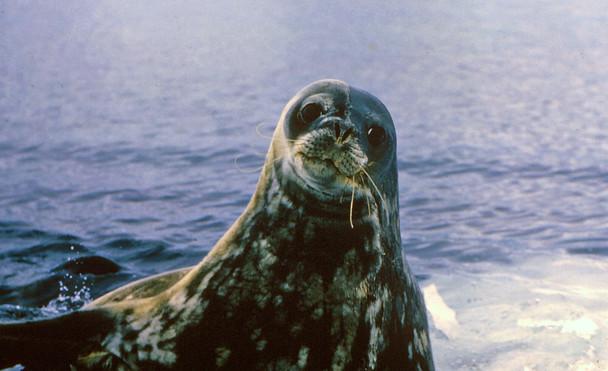 This is just a really cute Weddell seal, also from Dick's book.