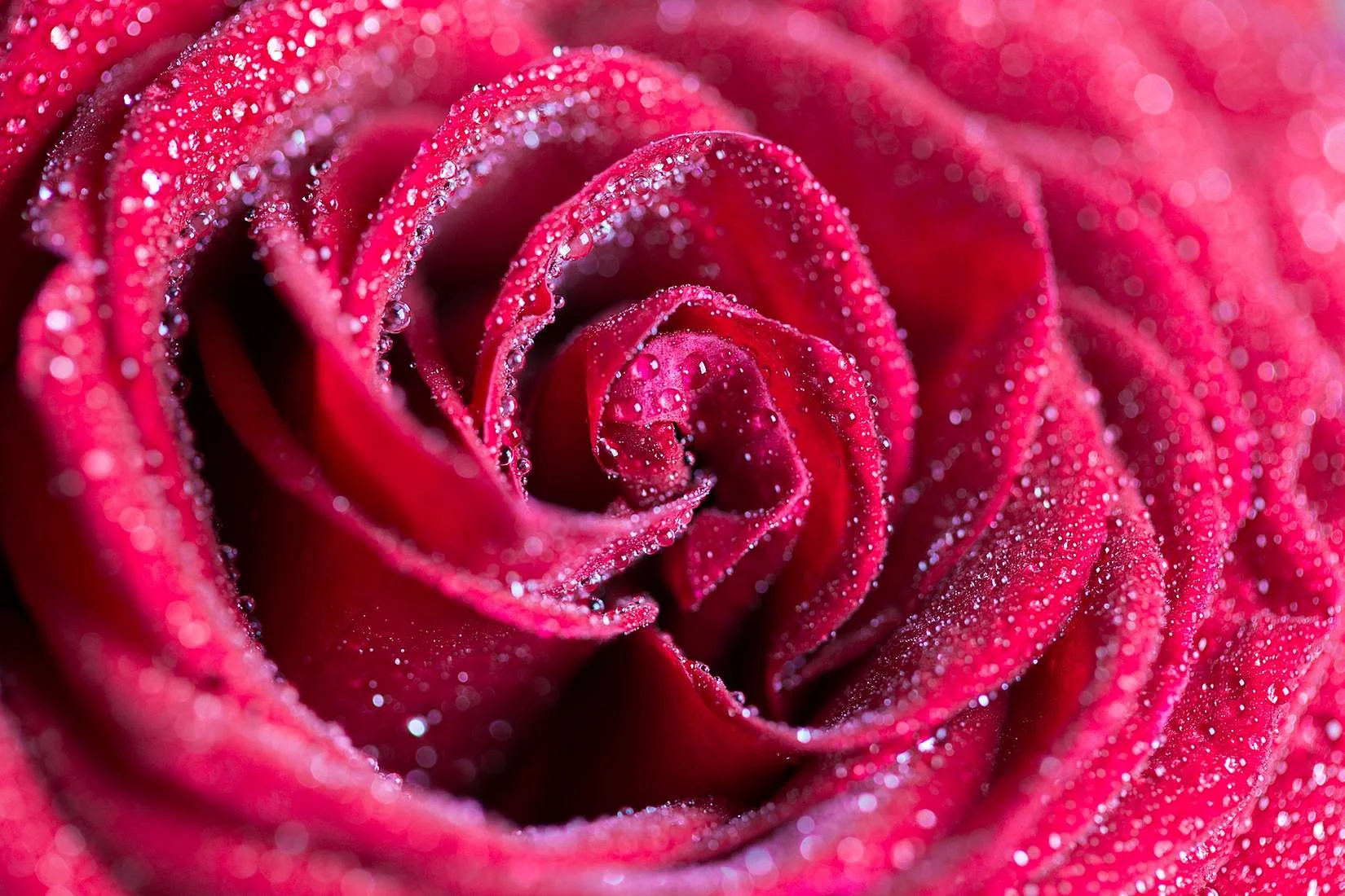plant-flower-red-rose-water-drops.jpg