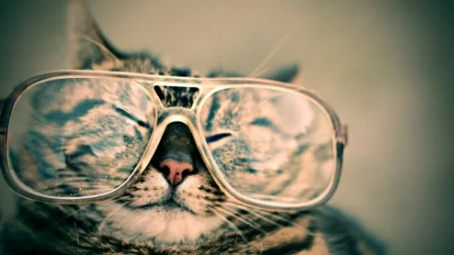  You'll feel like this after, minus the whiskers.