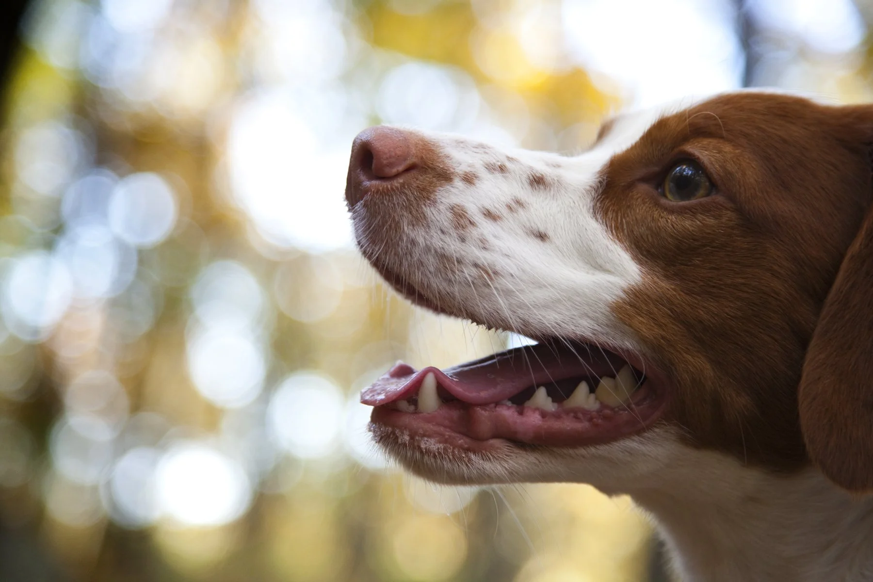 _MG_1191 Keeper CloseUp.jpg