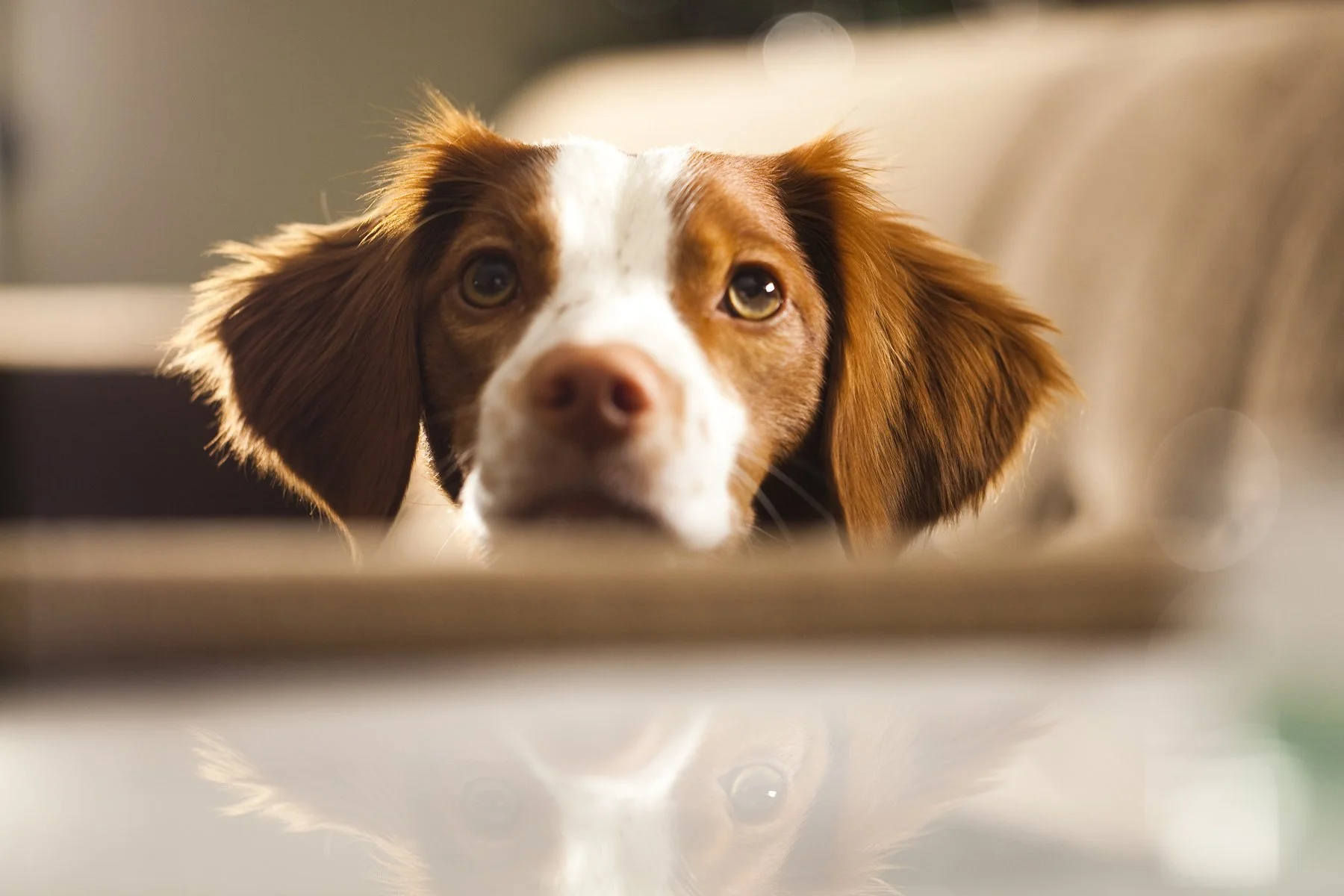 3640 Keeper On Couch.jpg