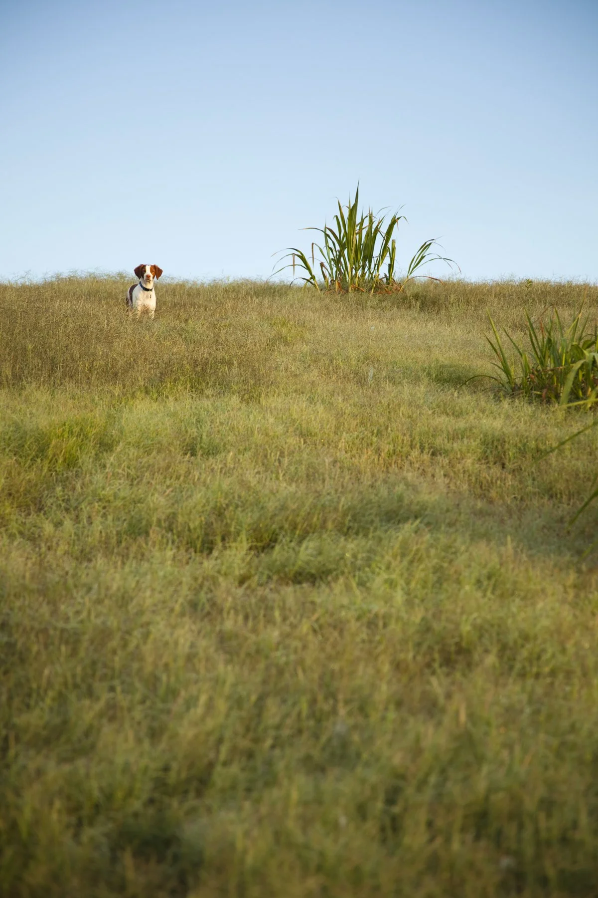20120602_8929 Keeper Celery Fields.jpg