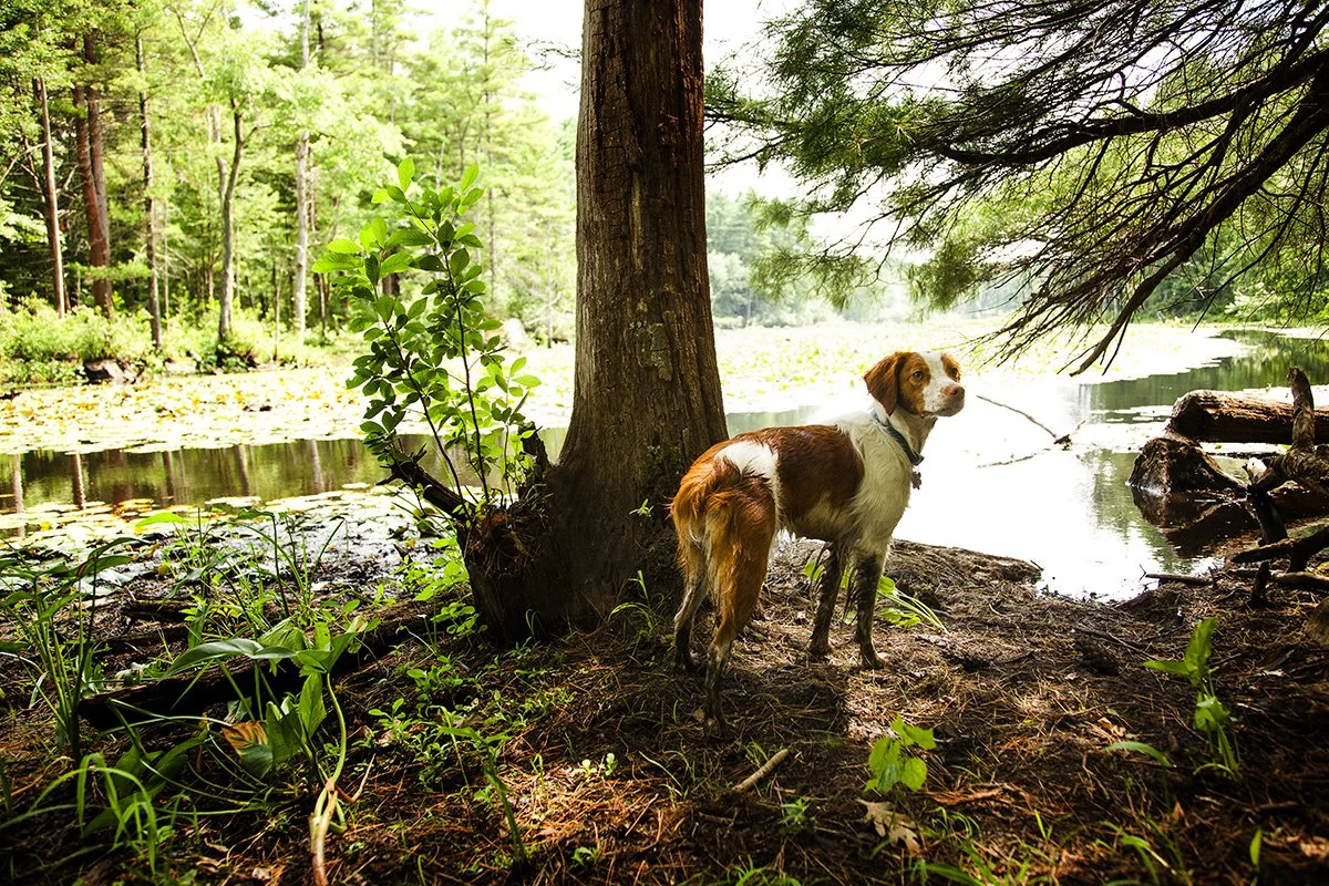 _MG_2427 Keeper Swamp.jpg