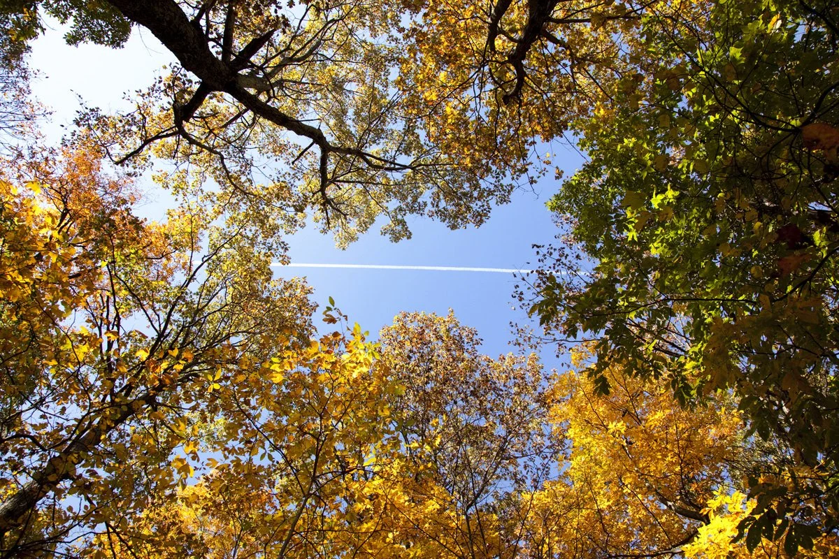 20111016 1144 Jet Sky Leaves.jpg