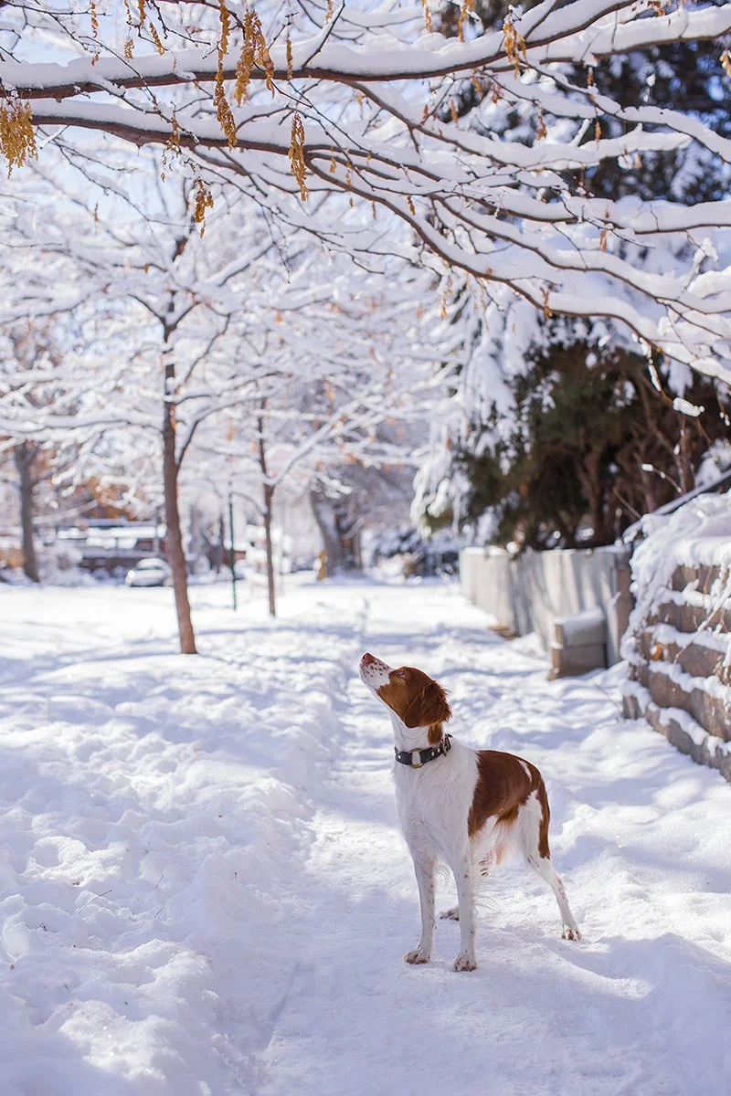 _MG_8214 Keeper Snow Denver.jpg