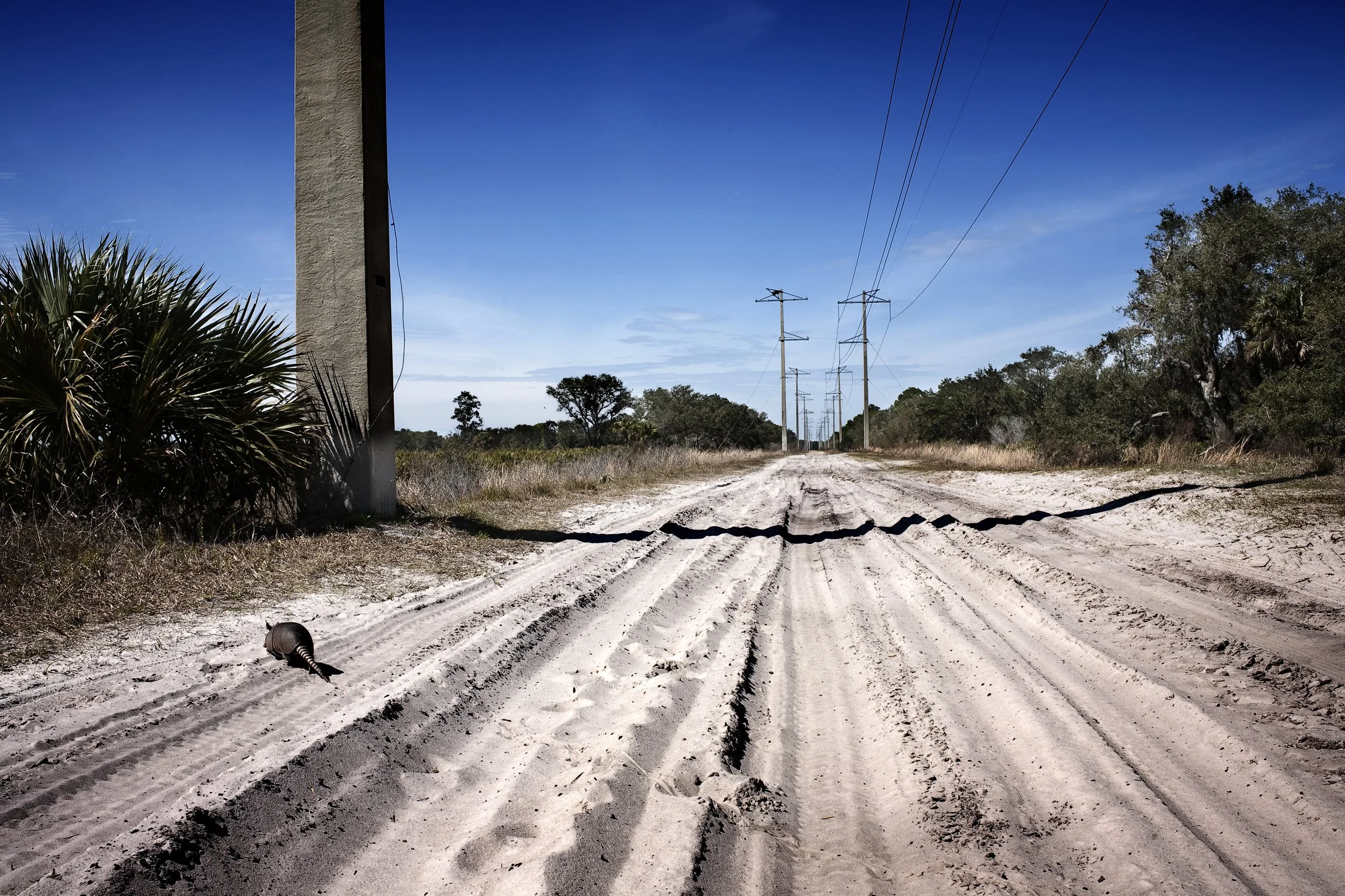 IMG_4570 Armidillo Myakka HiRes.jpg