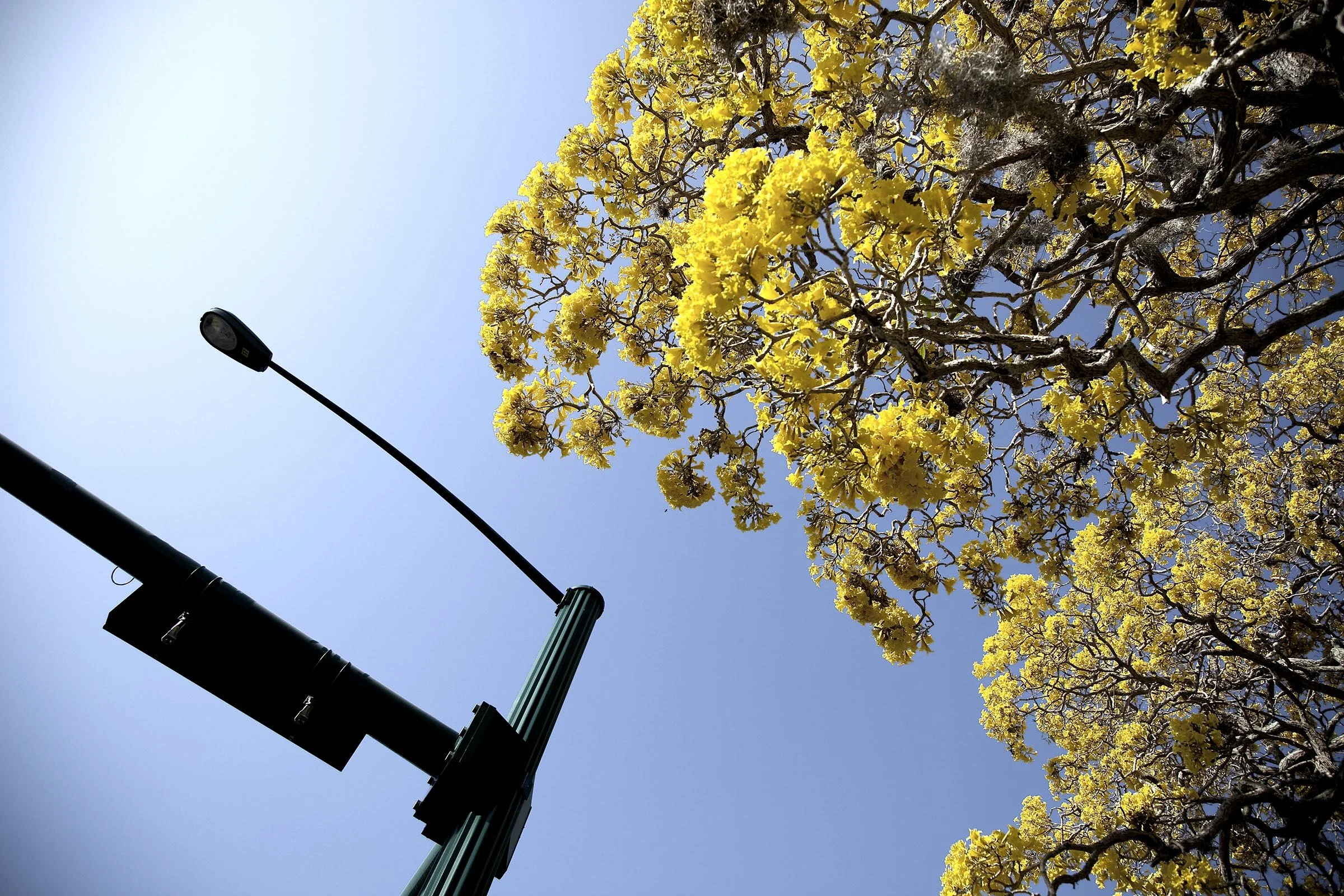 IMG_6777 Traffic Light and Tree.jpg