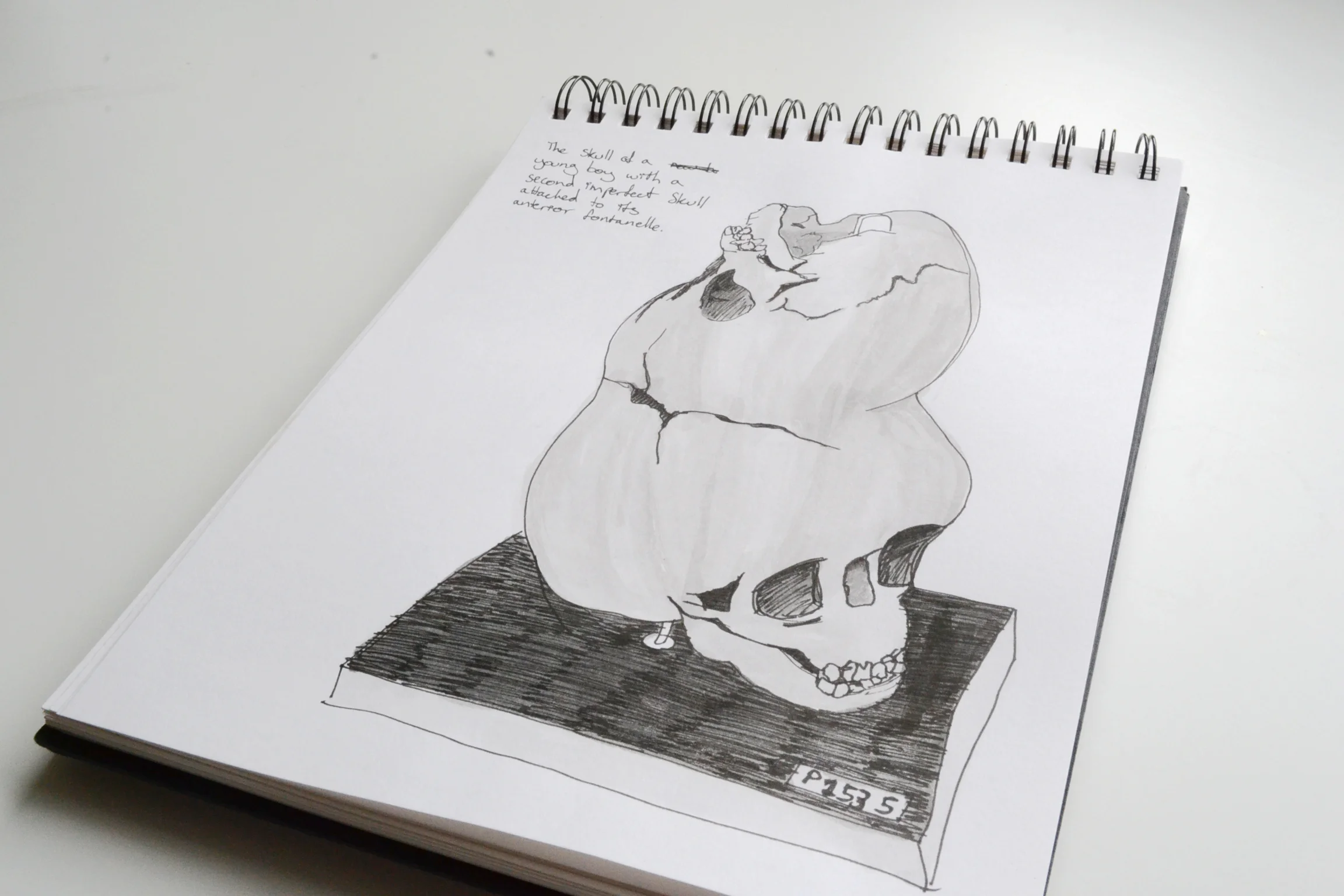 skull.jpg