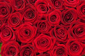 red roses.jpeg