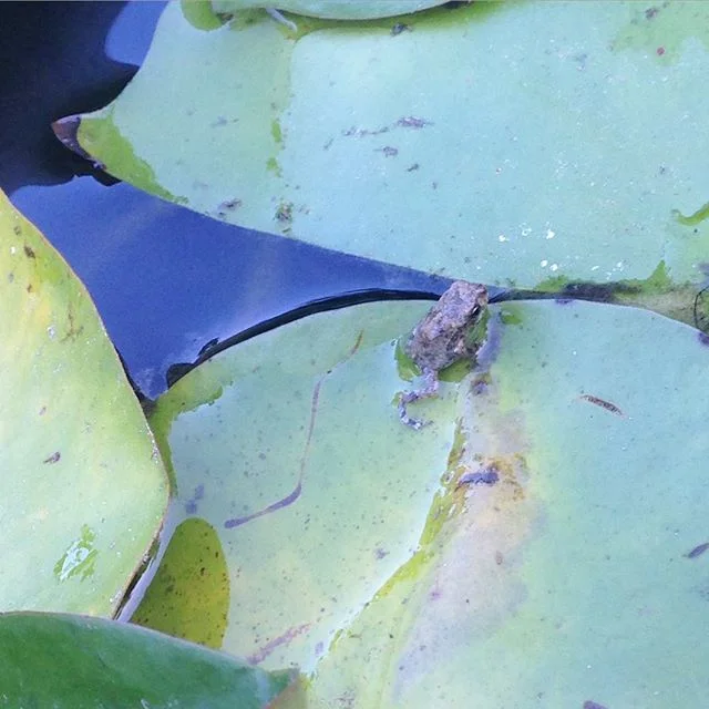 My new pet Frogger is so tiny, he's the size of my pinky nail. Eat all those pesky Mosquitos, Frogger! 🐸