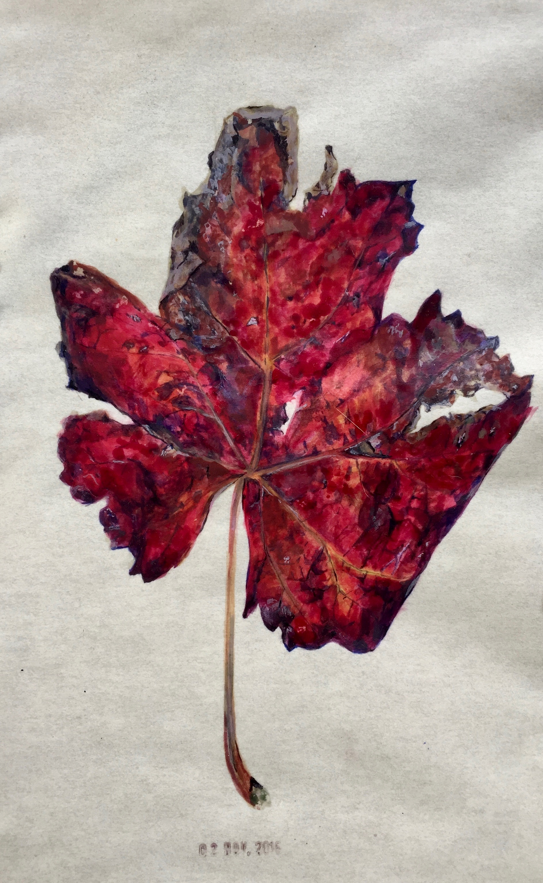  Botanical study: Alicante leaf  12 in x 8 in  Egg tempera on paper 