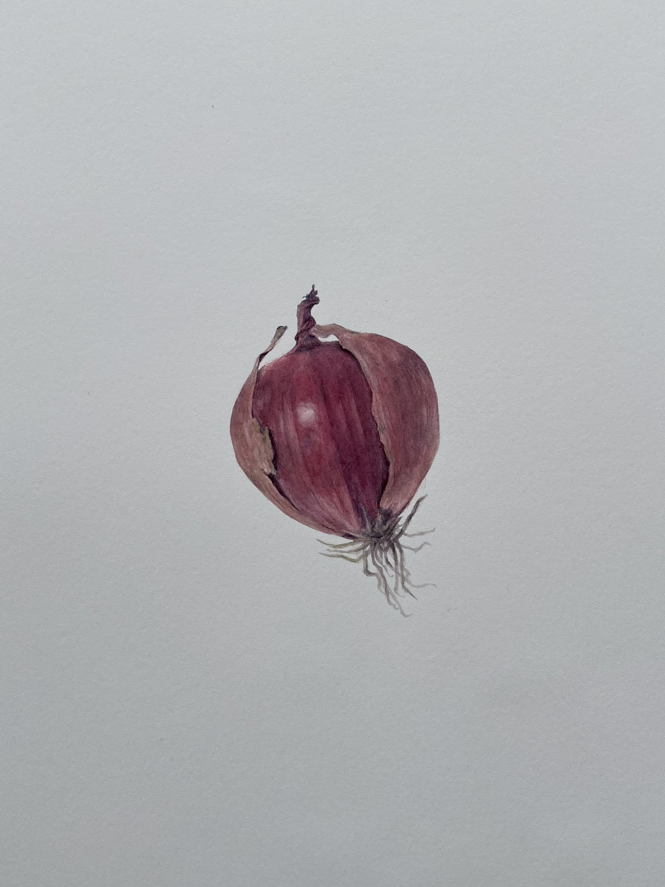   Onion   Watercolor on paper  10 in x 14 in 