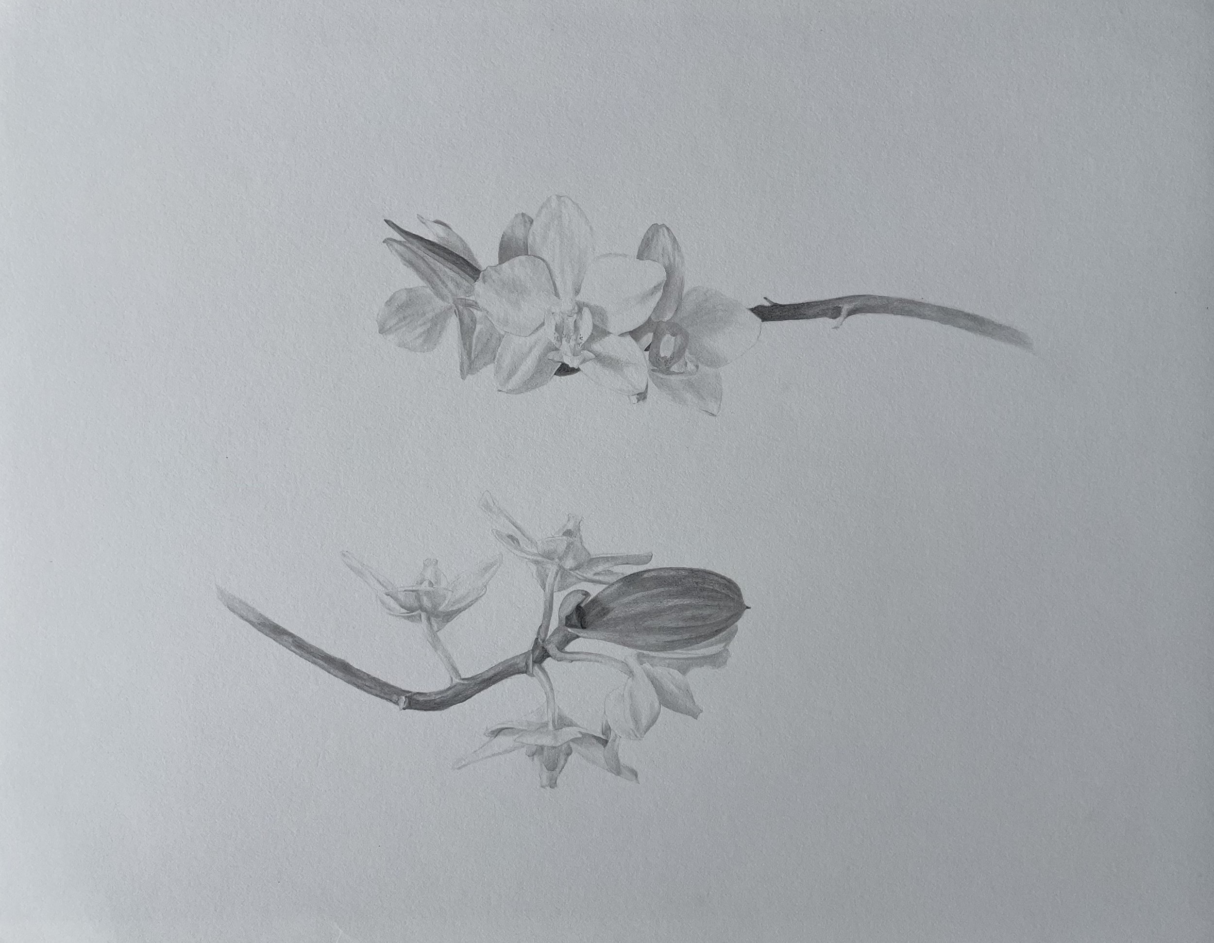   Orchid   Graphite on paper  14 in x 10 in 