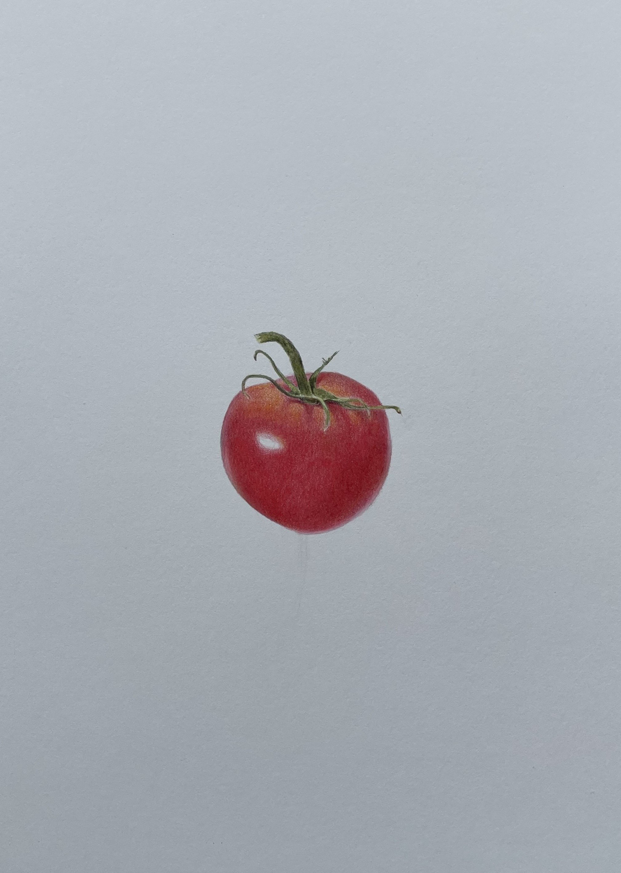   Tomato   Colored pencil on paper  10 in x 14 in 