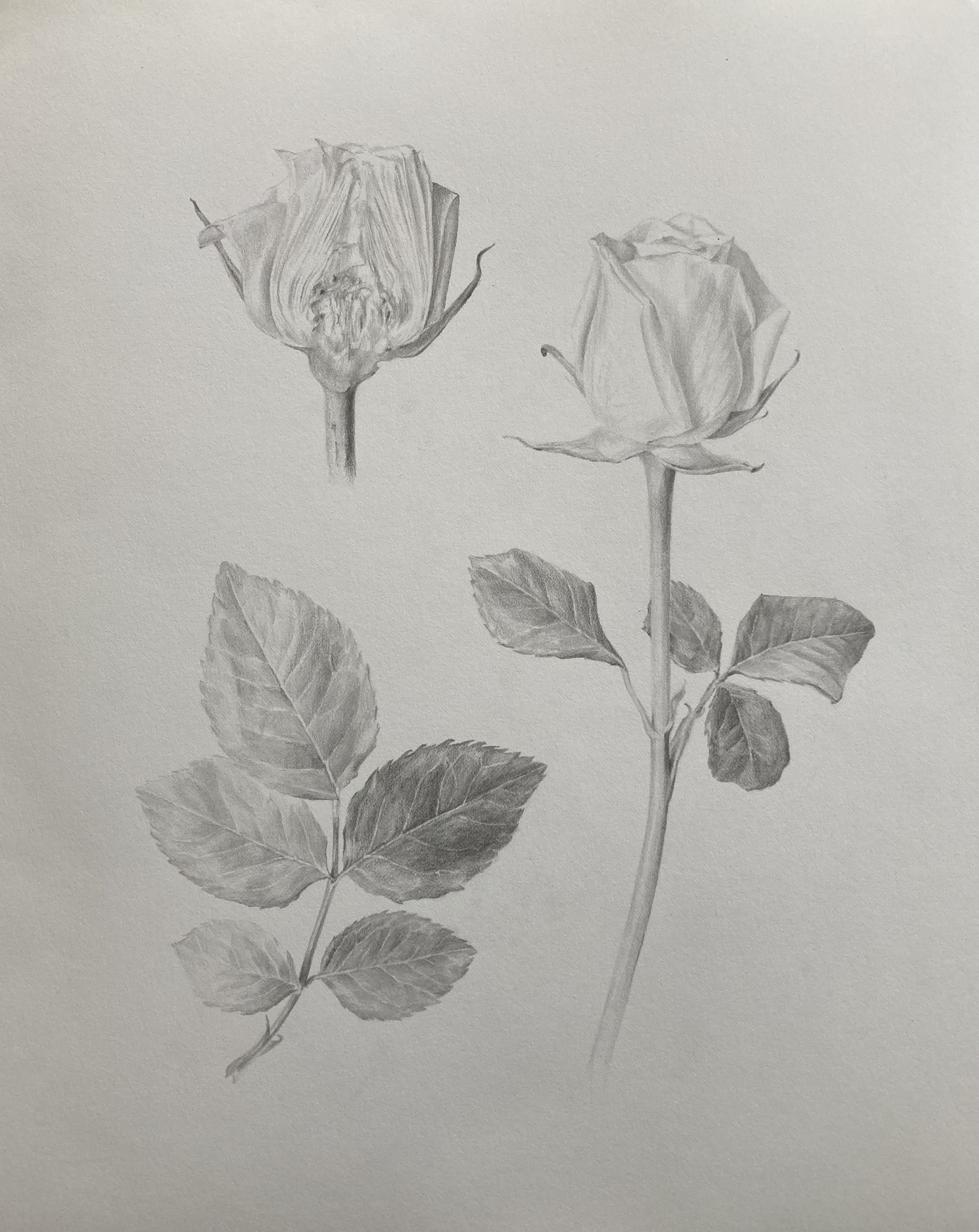   Rose   Graphite on paper  10 in x 14 in 