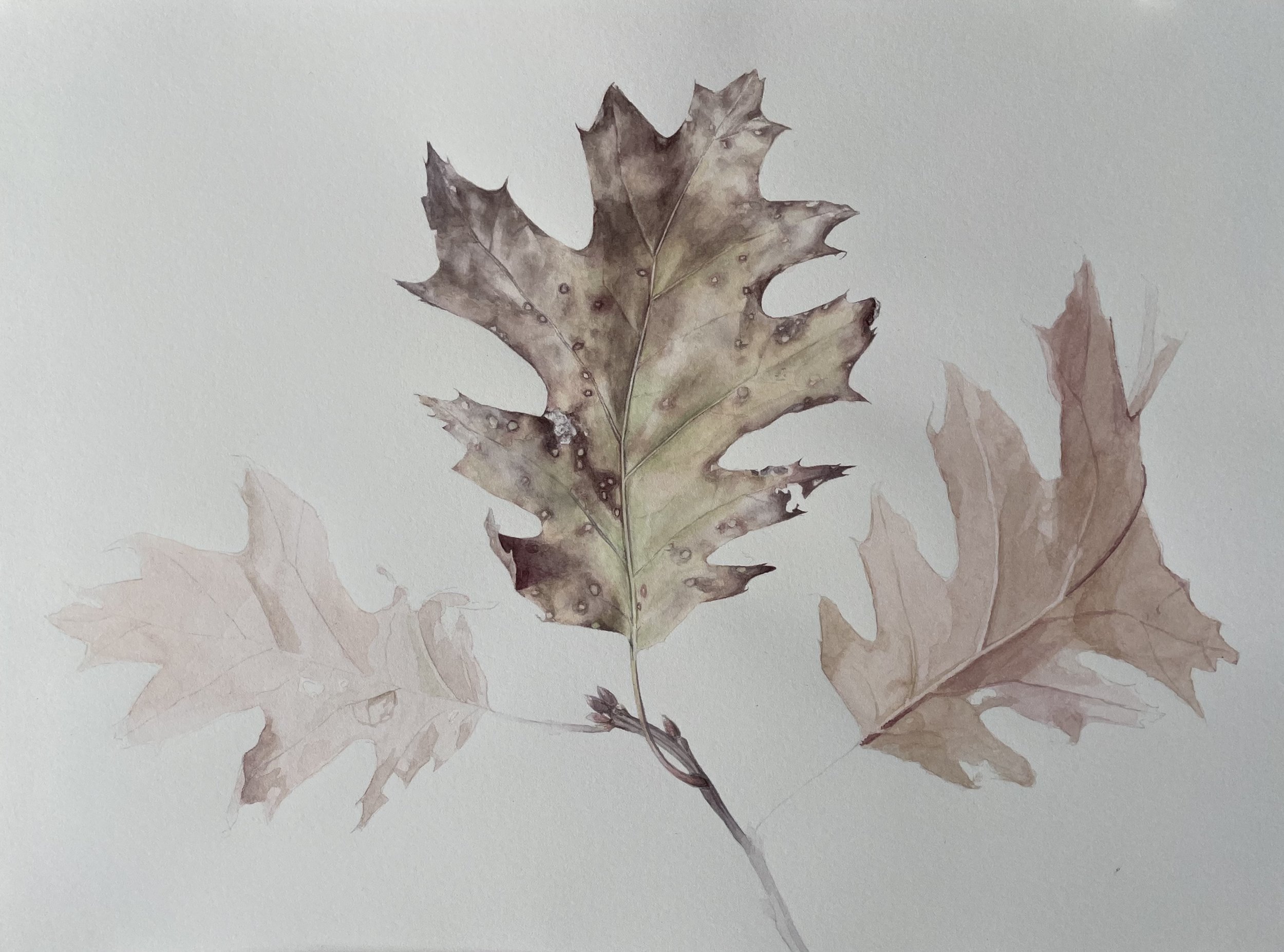   Oak leaf   Watercolor on paper  14 in x 10 in 