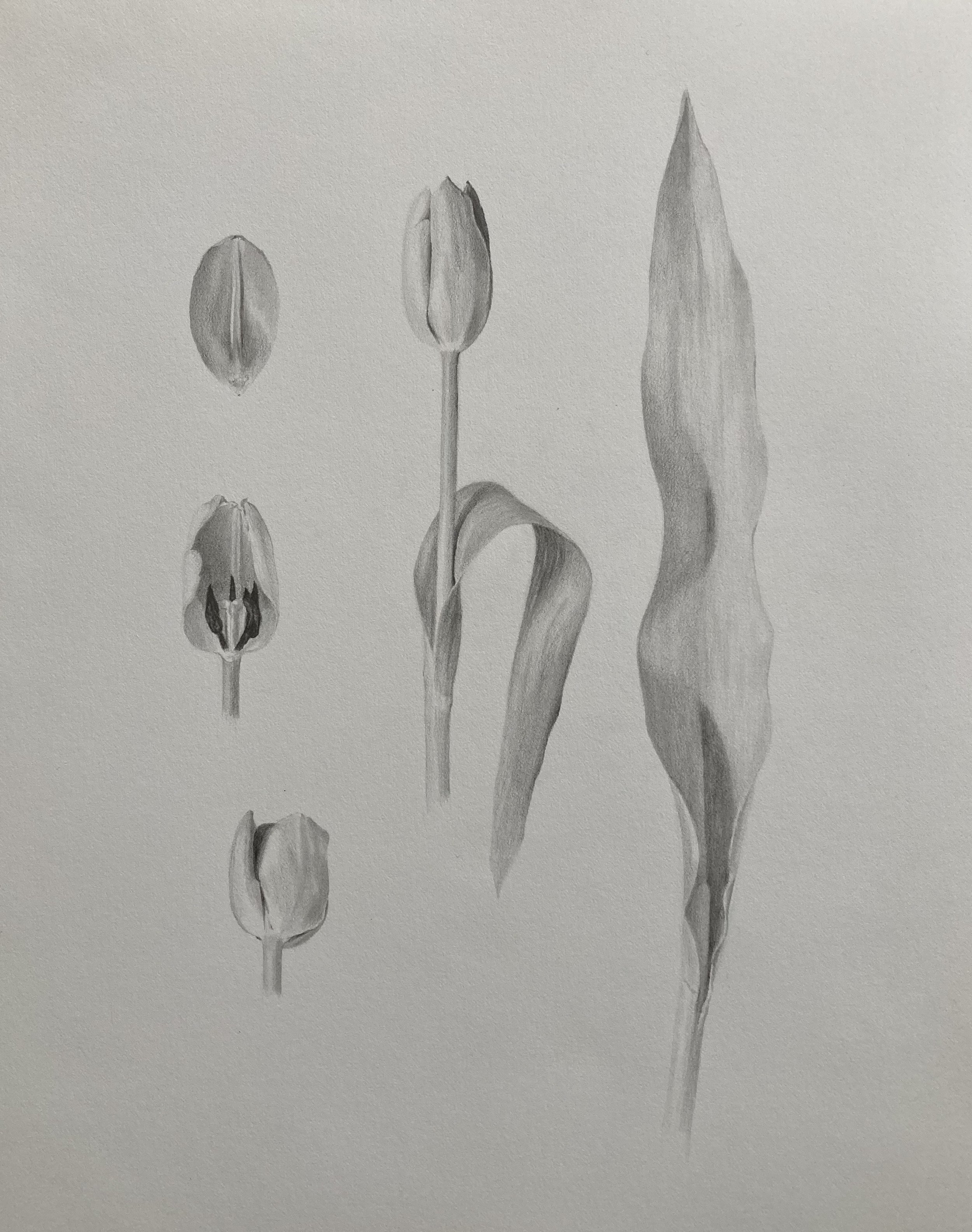   Tulip   Graphite on paper  10 in x 14 in 