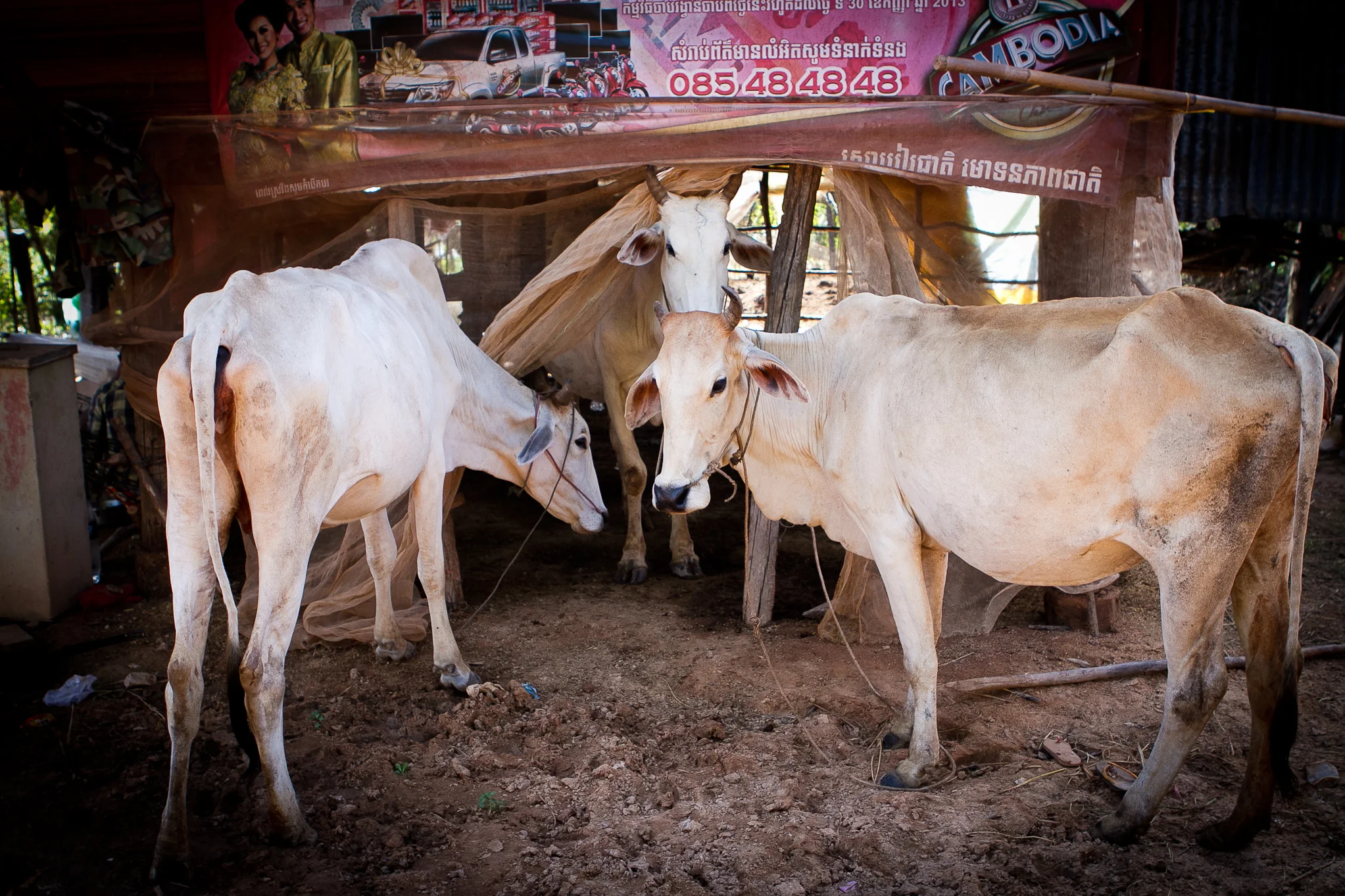 Siem-Reap-Cambodia-Pip-Cowley-112.jpg