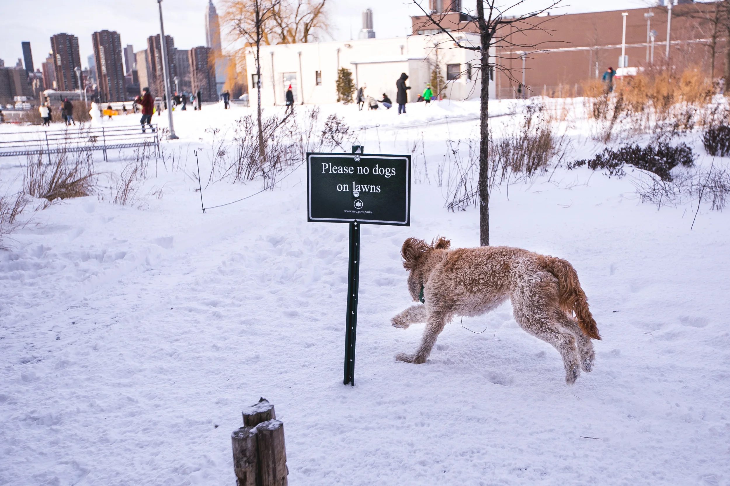 NYC-snow-storm-Juno-by-Pip-Cowley-2050-1501276-2.jpg