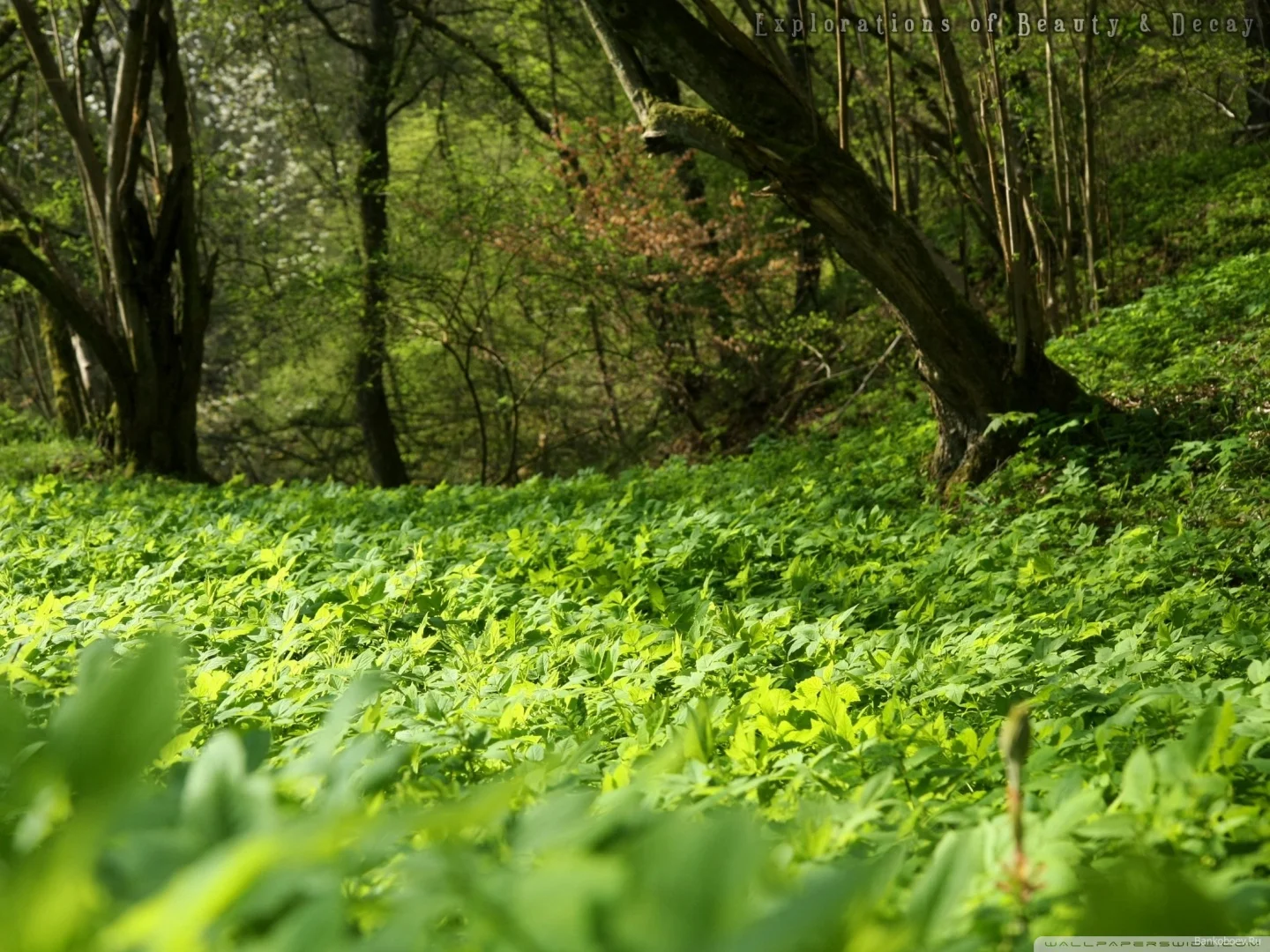 forest_plants_nature-wallpaper-1440x1080.jpg
