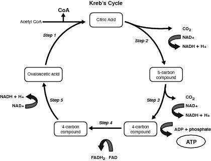 krebs_cycle_03fig03.jpg