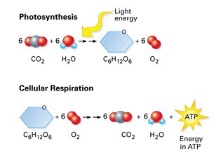 photosynthesis-cellular-respiration-plants.jpg